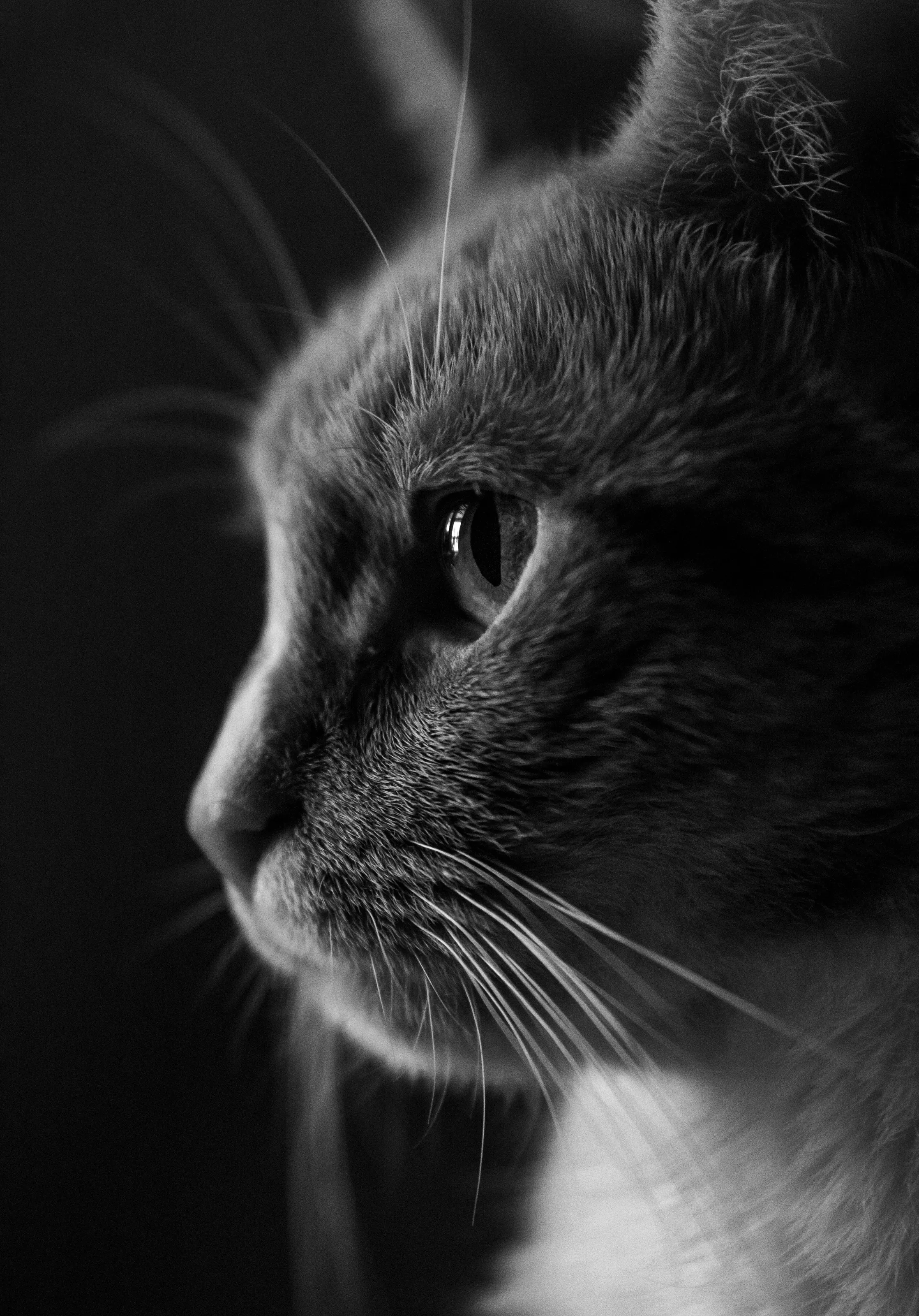 Sigma Cat