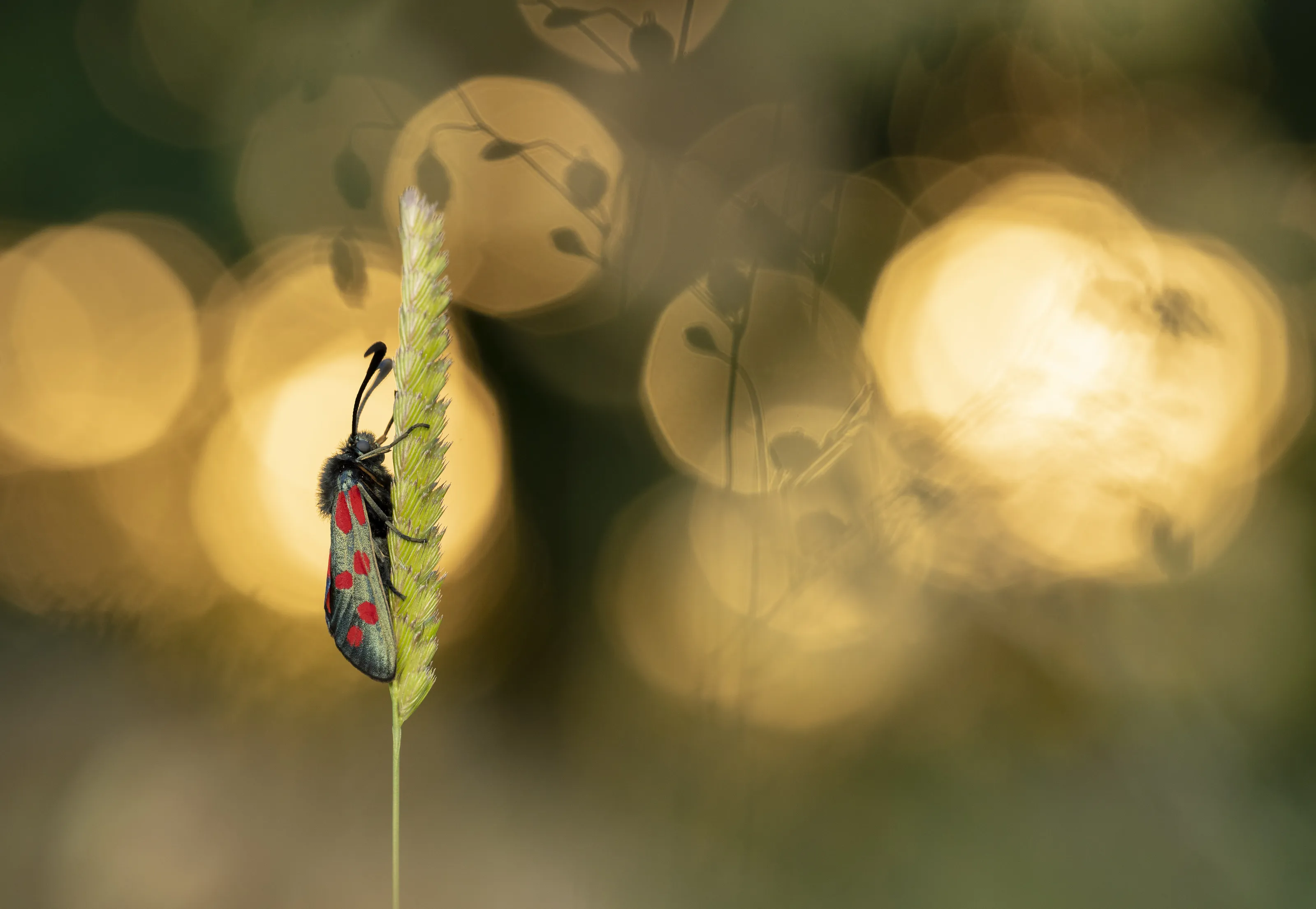 Re-emerging.