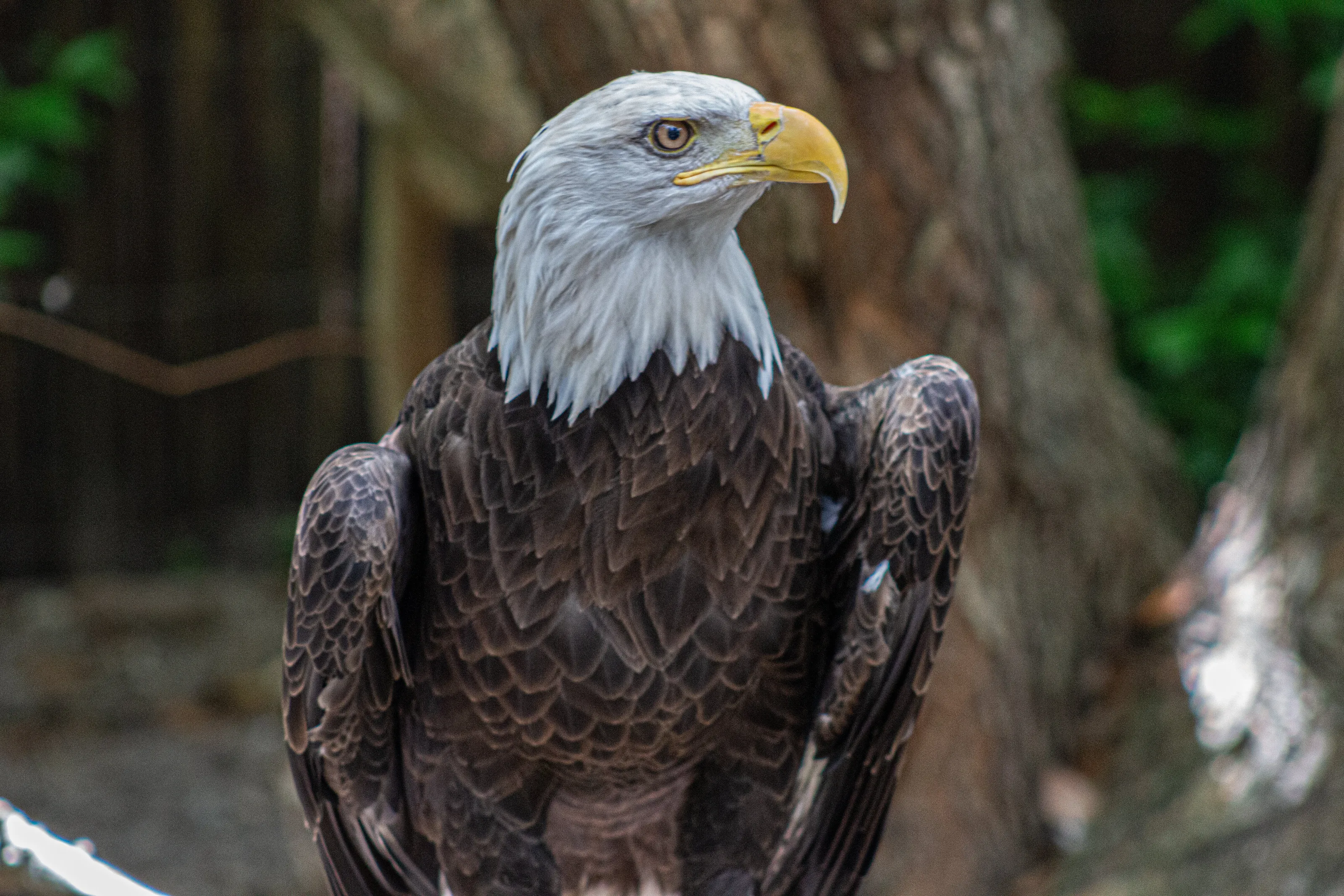 King of the Sky
