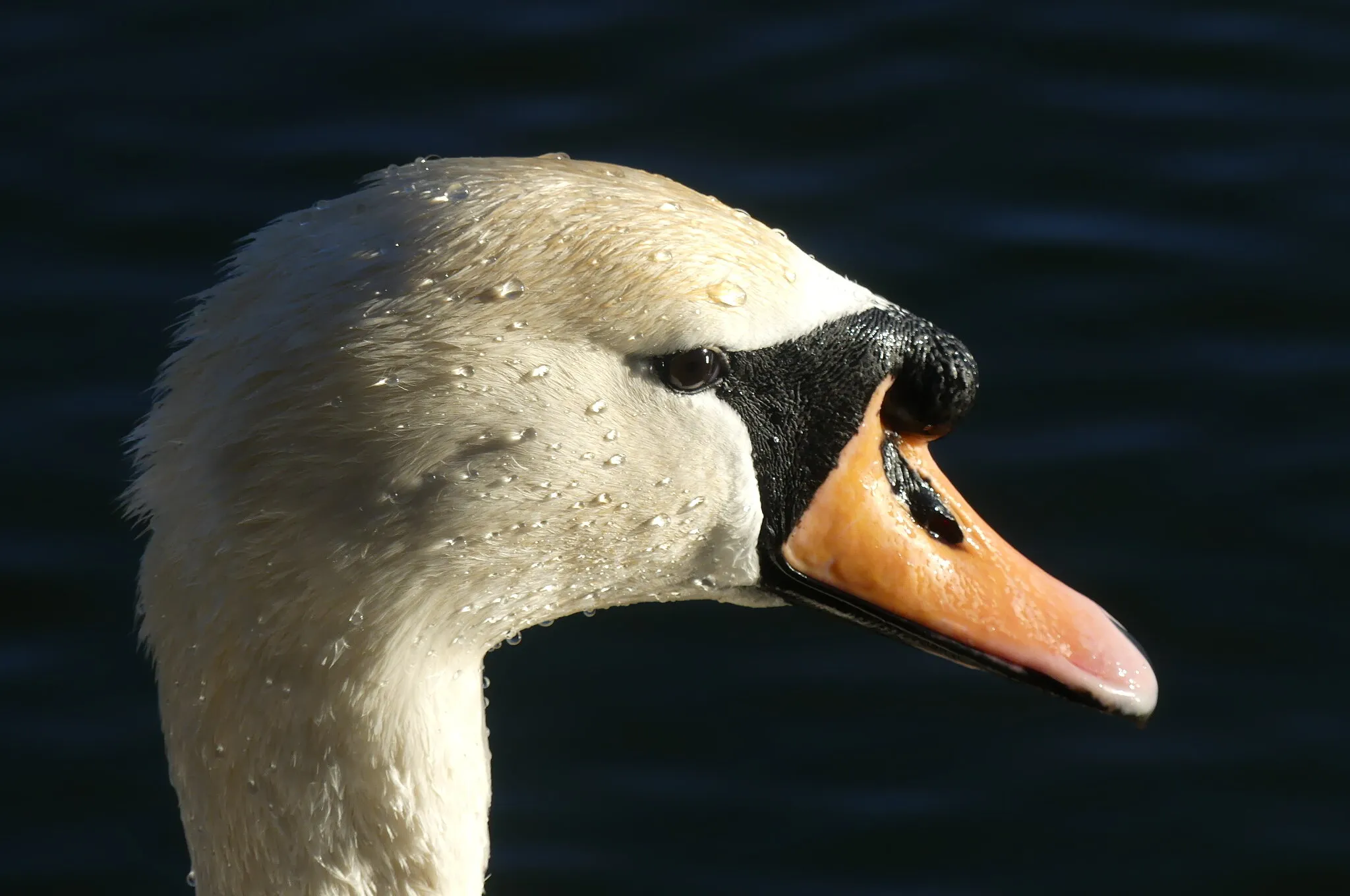 Swan Head