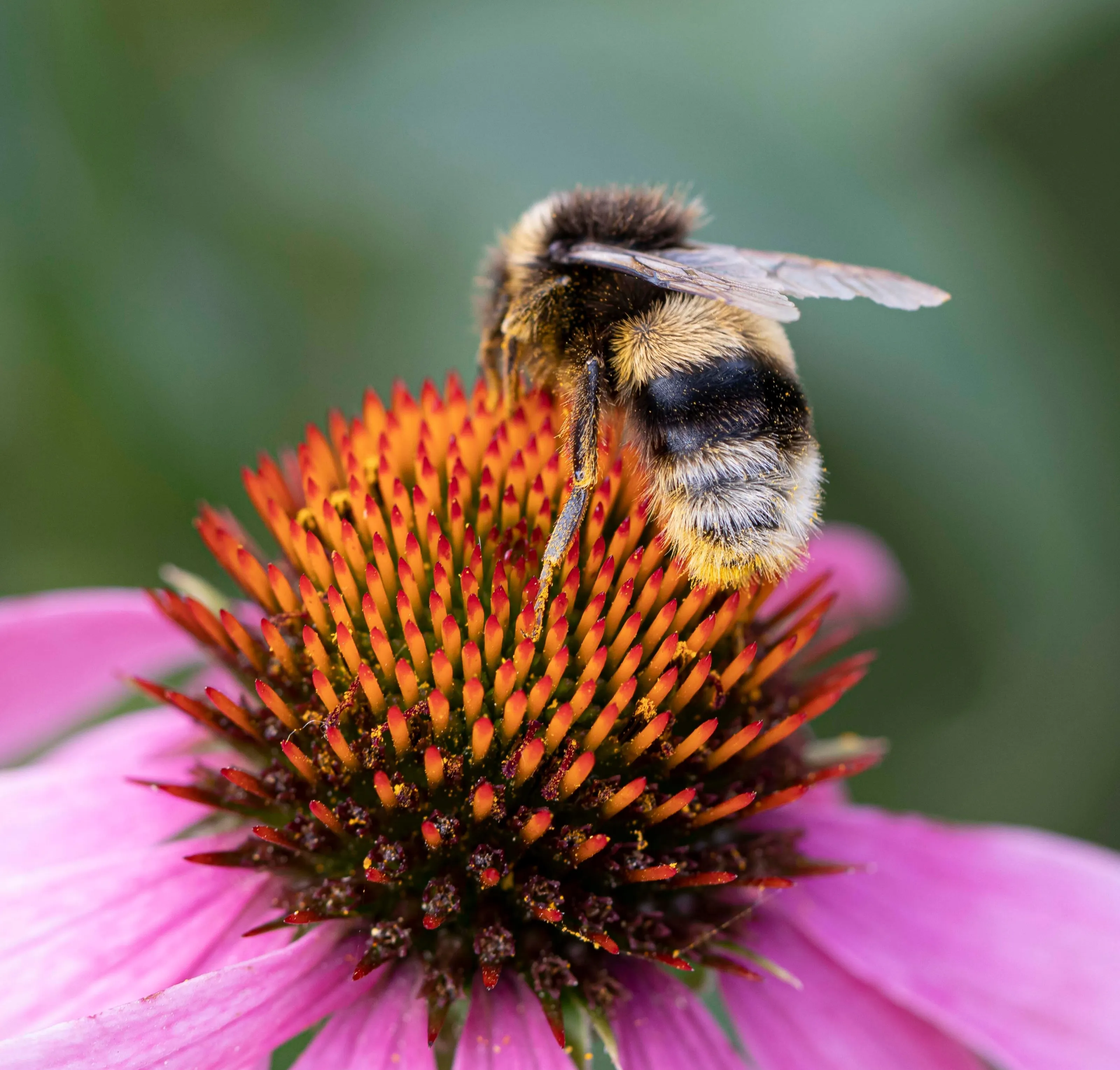 My Echinacea Bee