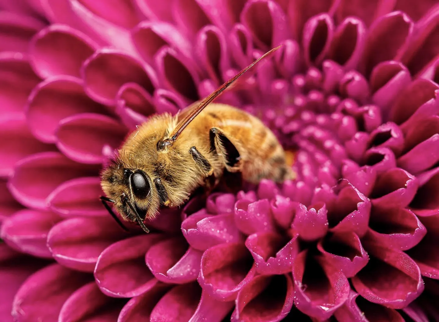 Bee on flower