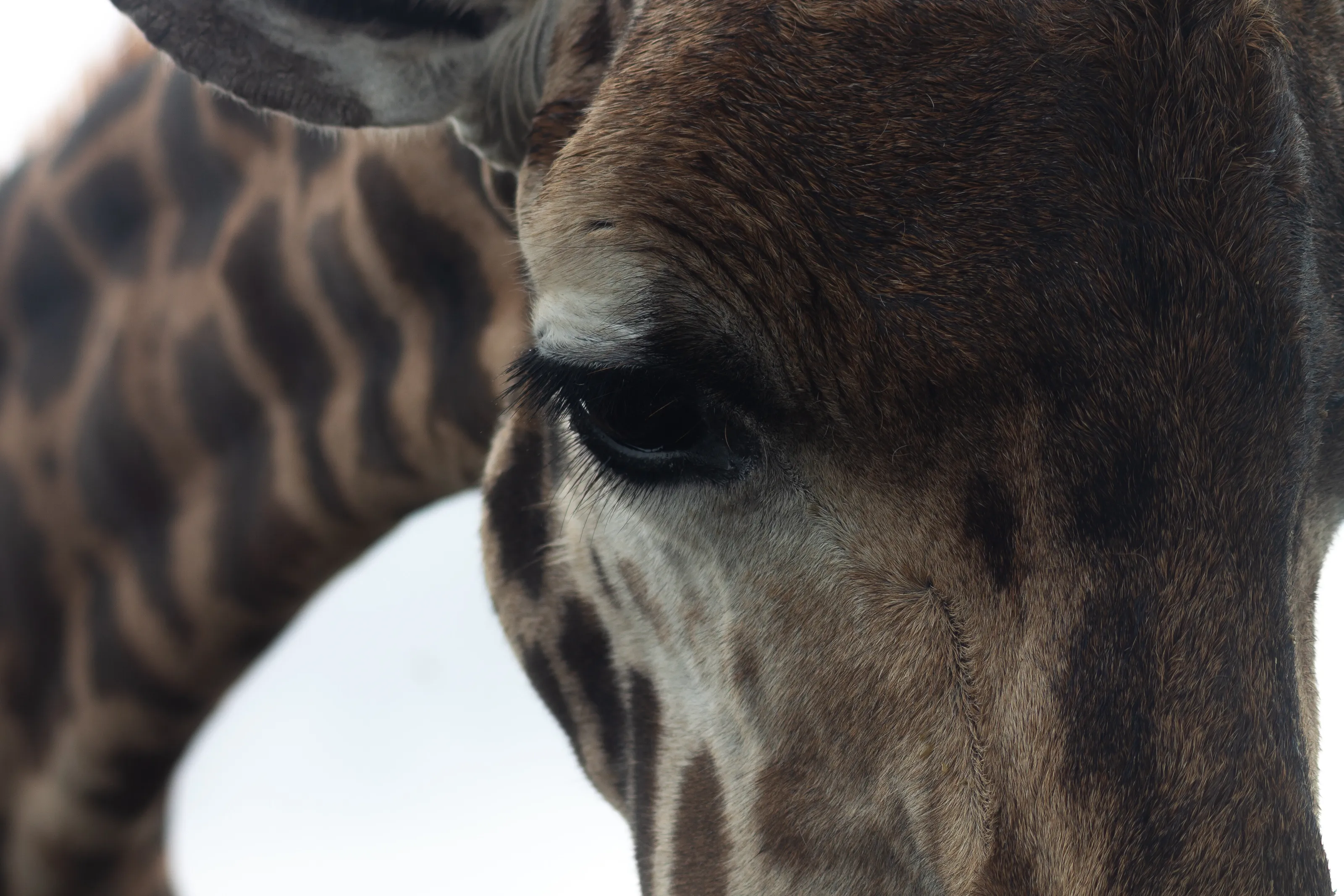 Giraffe