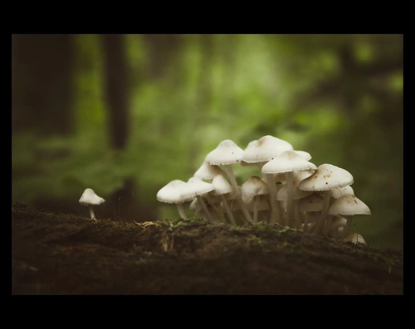 Mushroom Family
