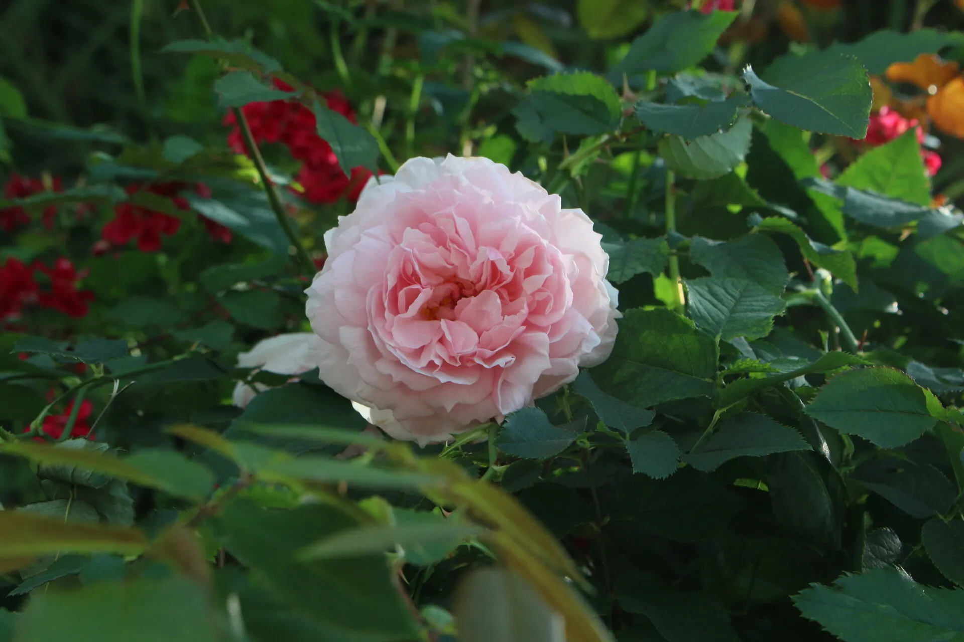BabyPinkRose