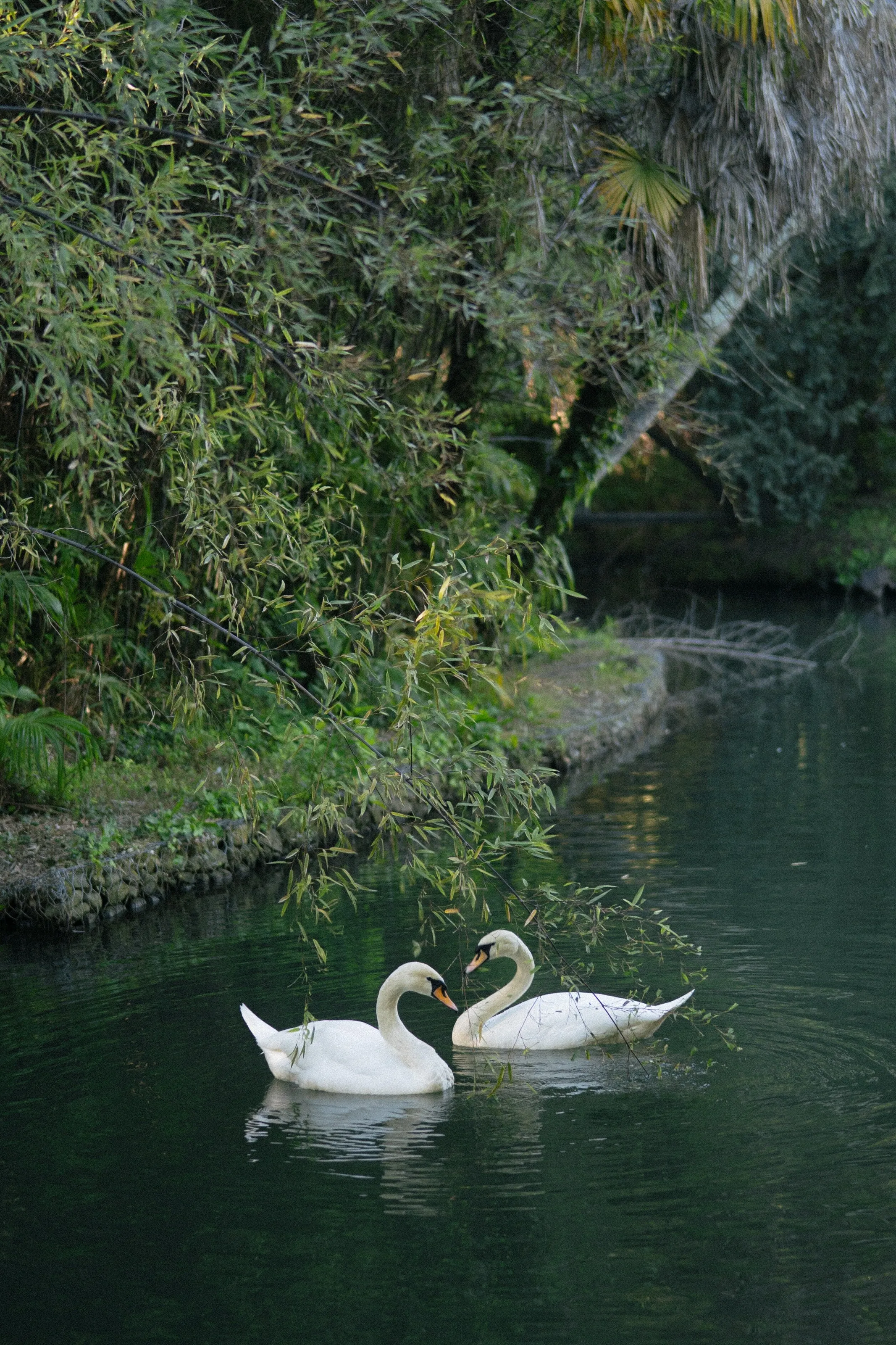 Water birds