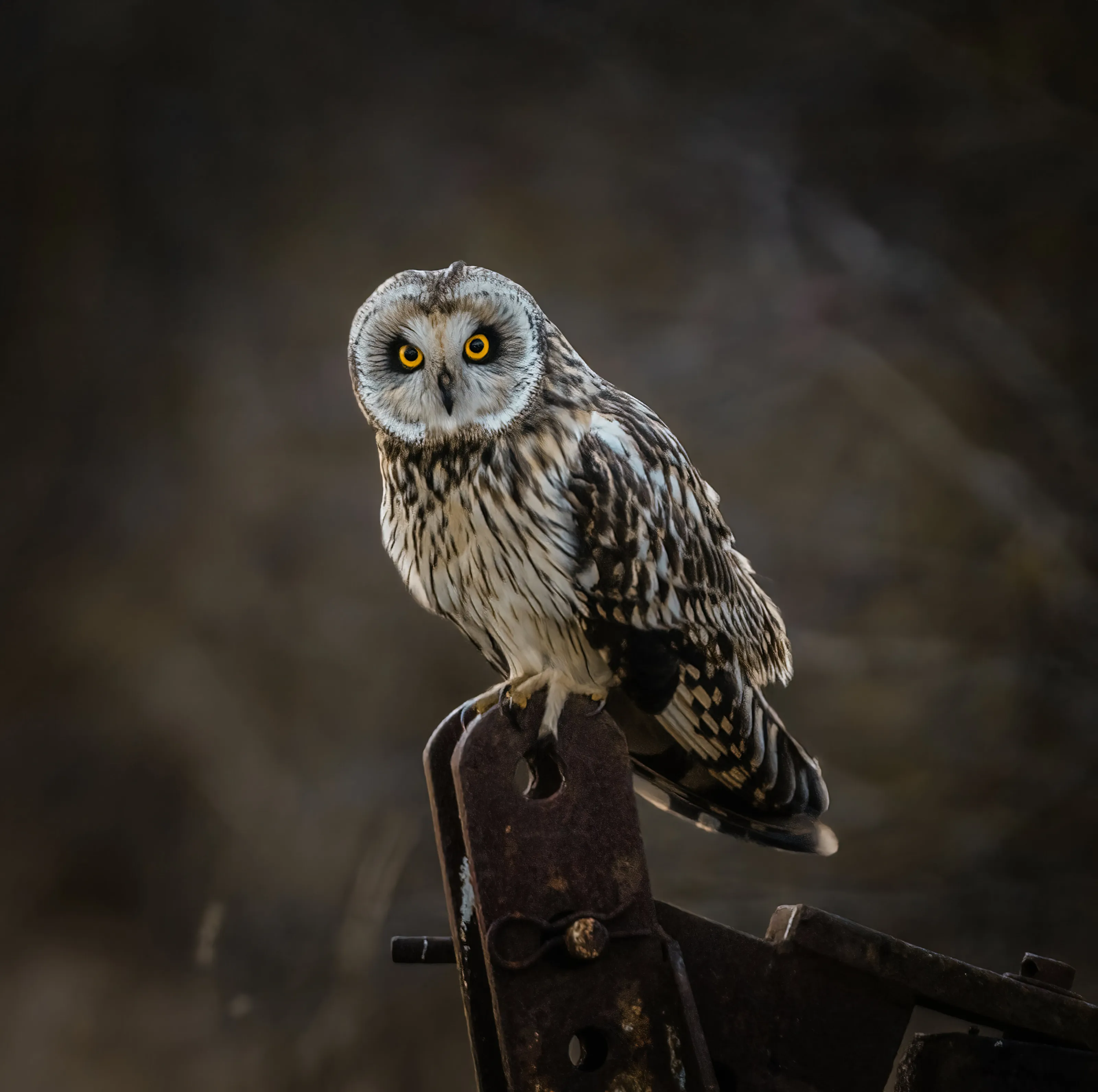 Short eared owl perched on rusty machinery