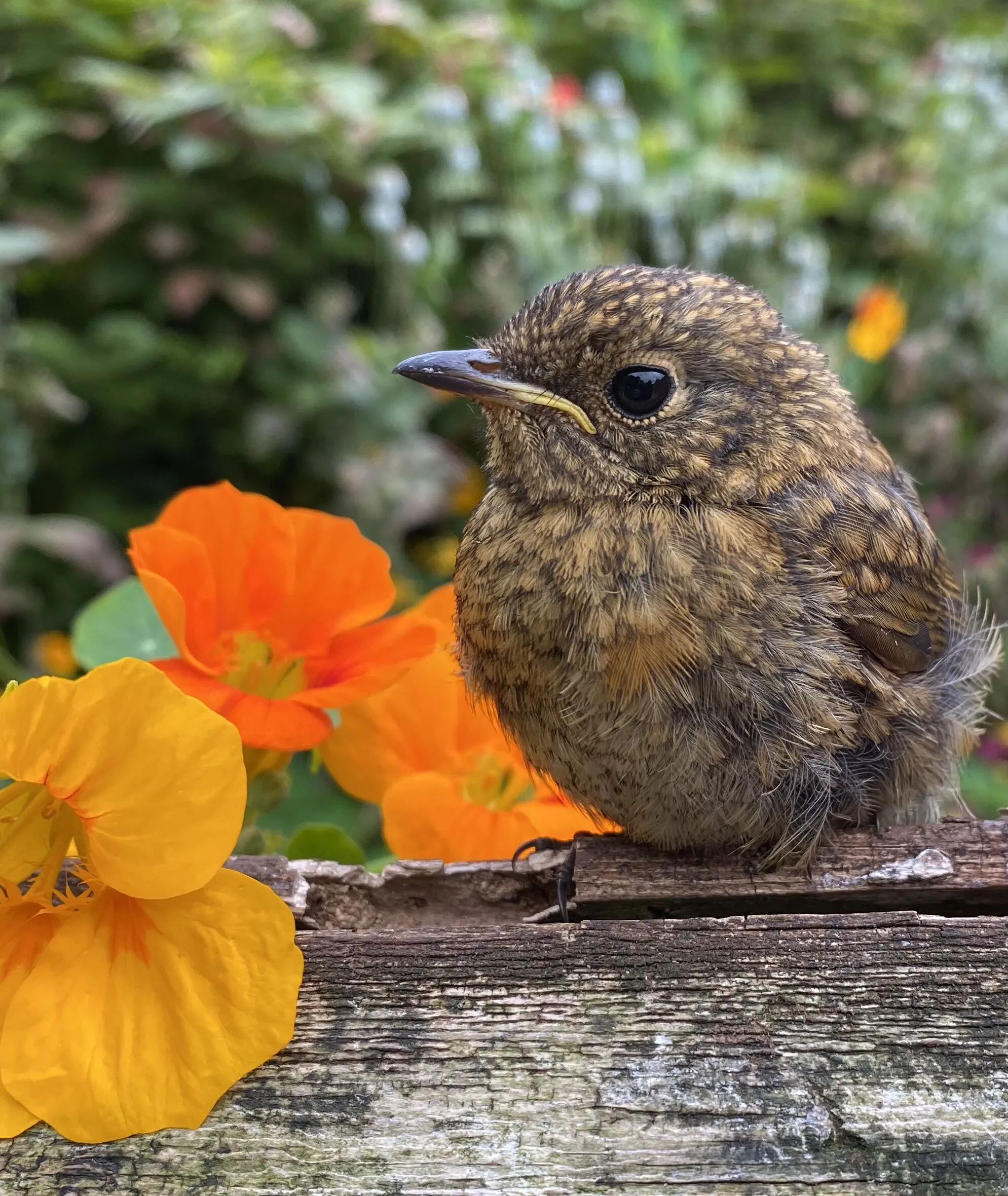 Baby robin