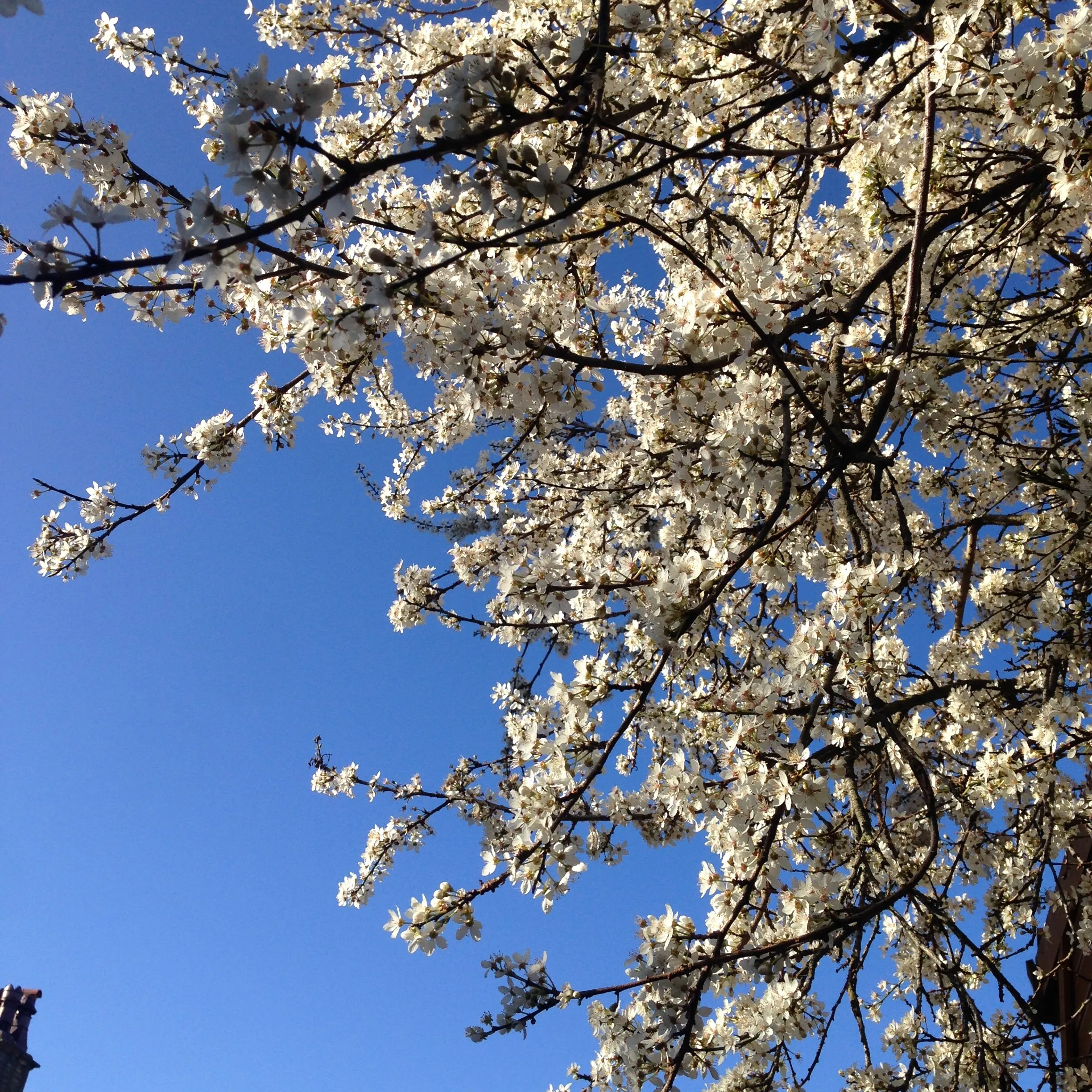 Blossoms