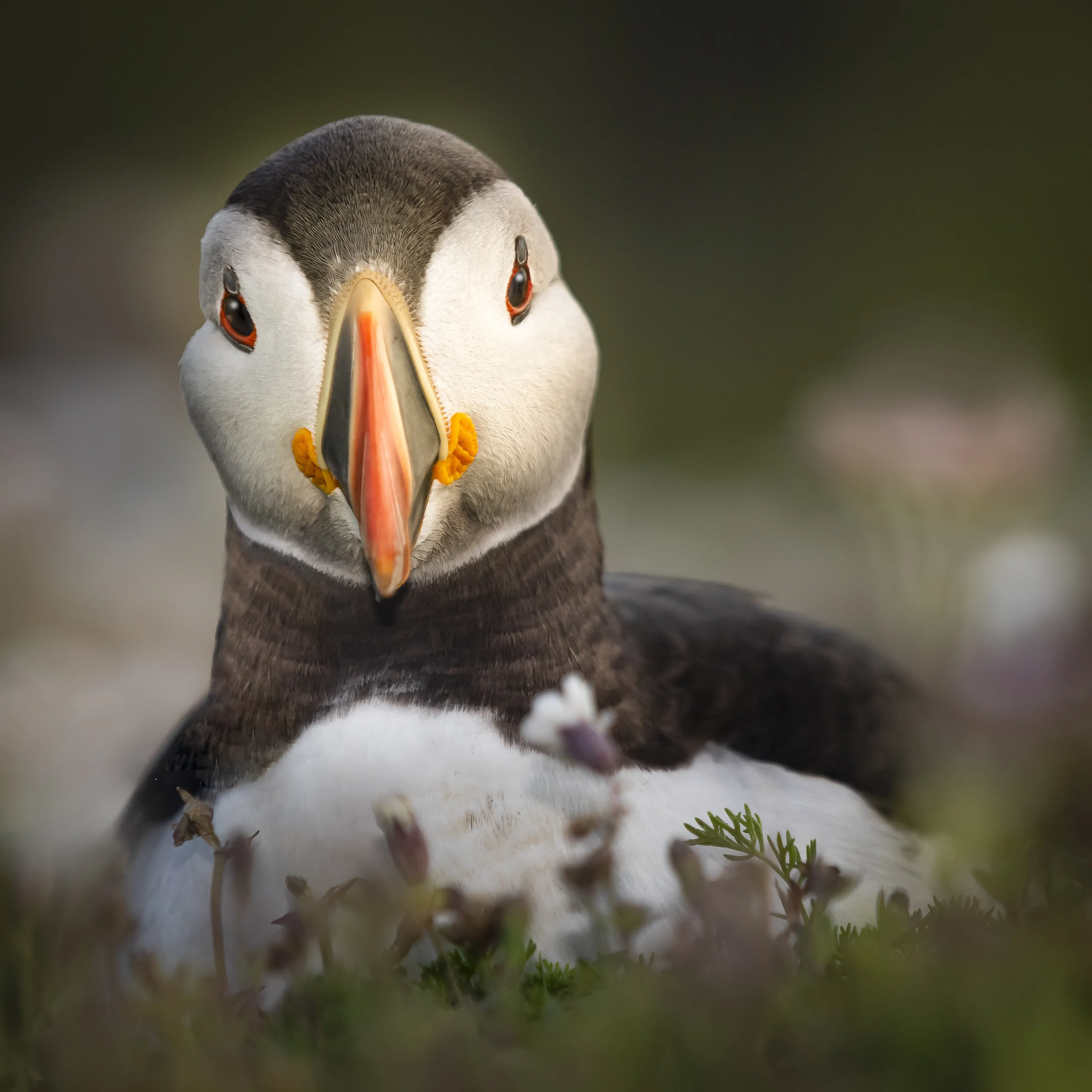 Puffin Portrait