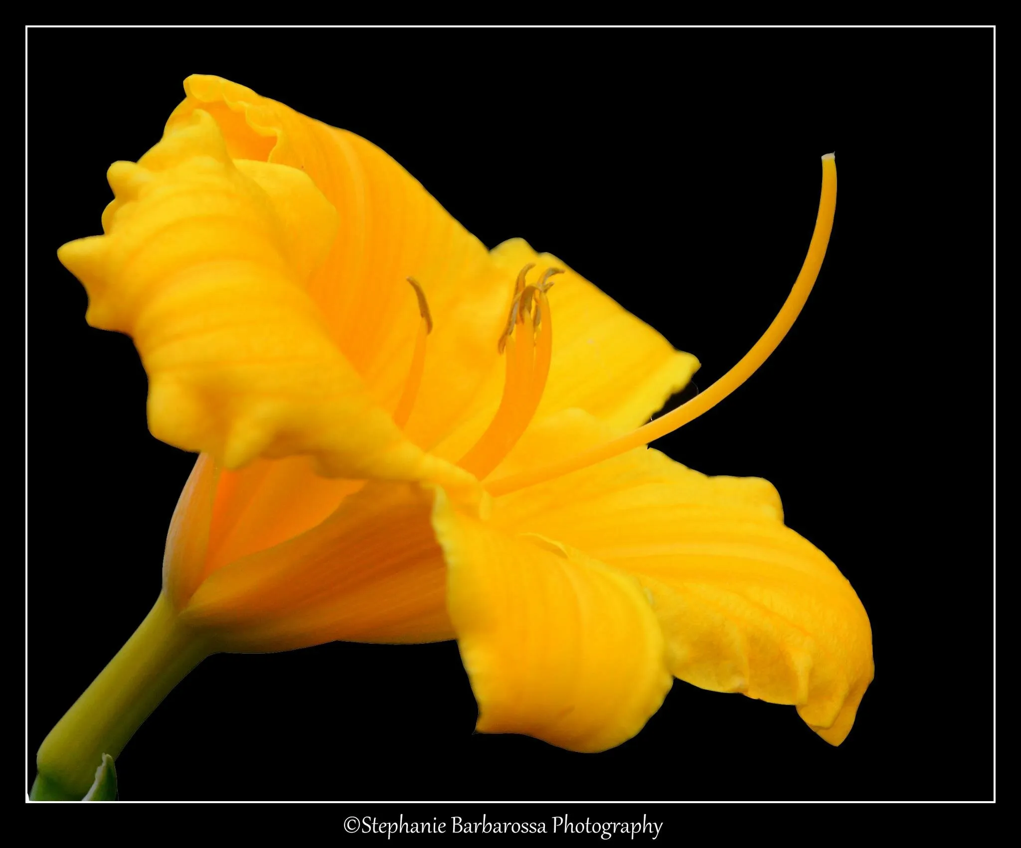 Yellow Beauty
