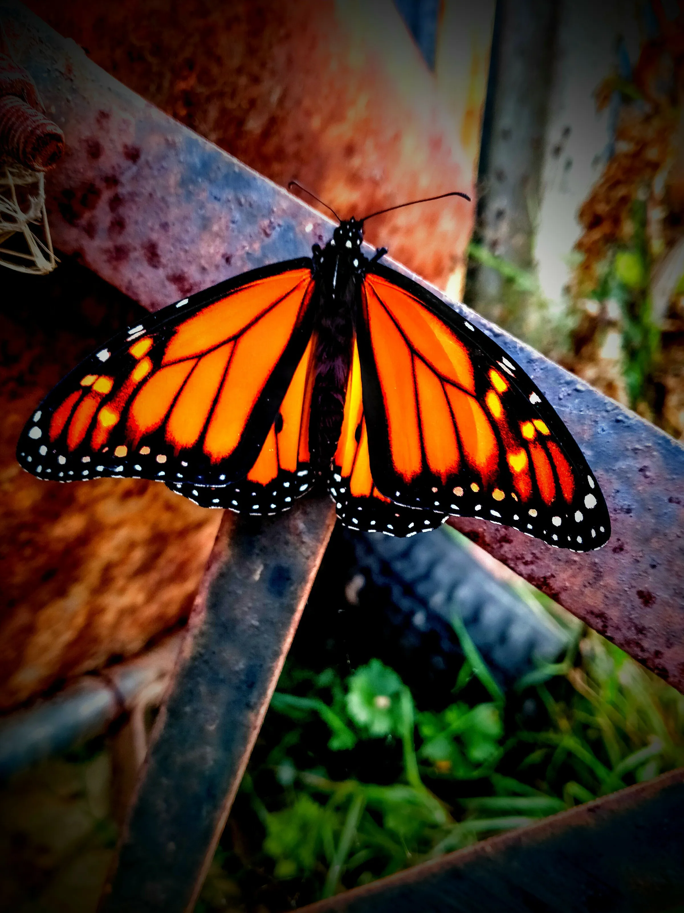 Vibrant wings