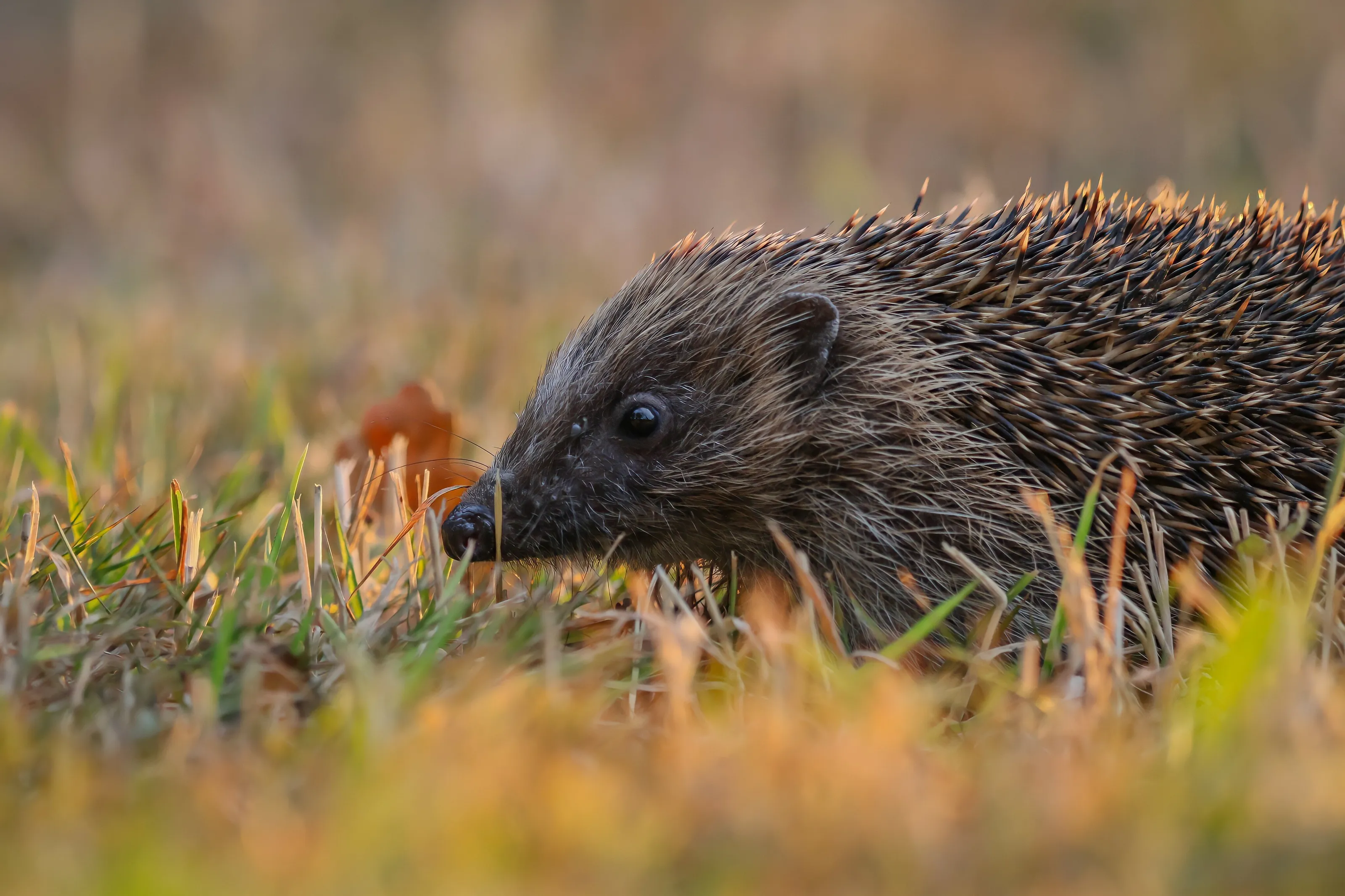 Hedgehog in the golden hour