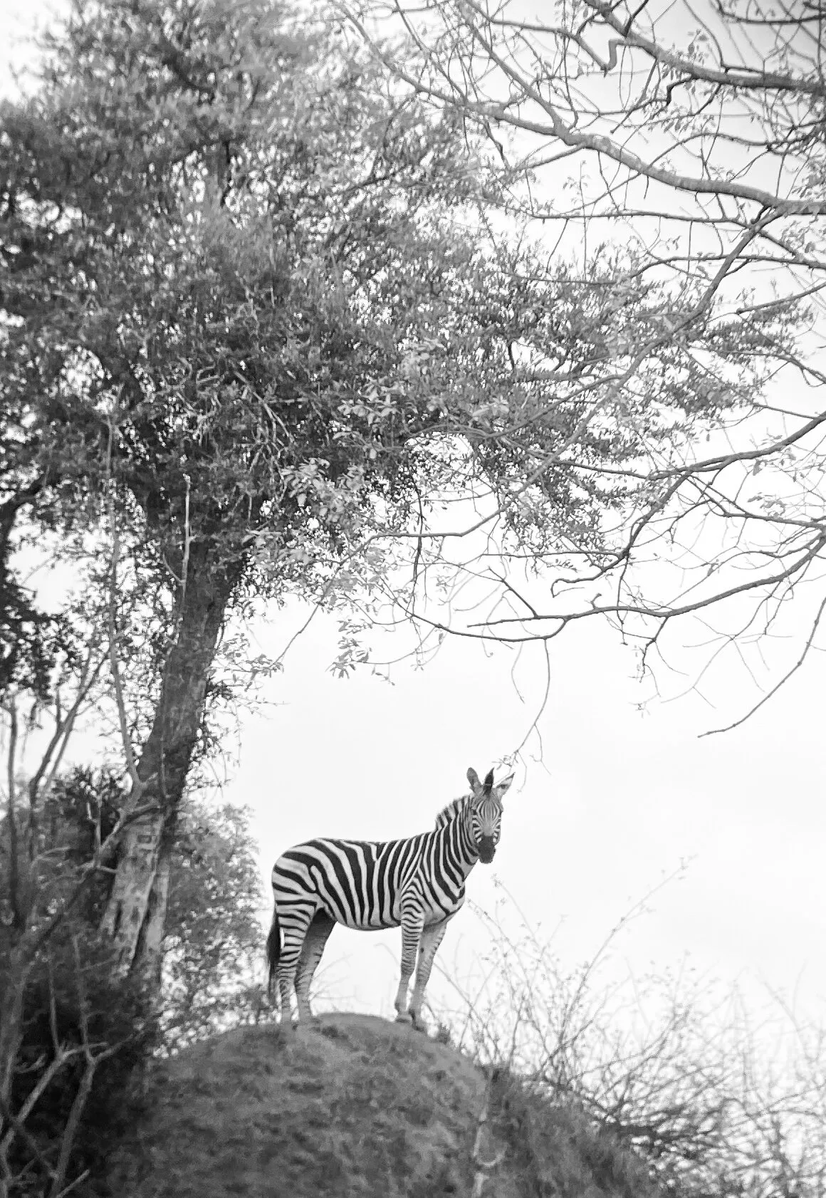 Watchful zebra