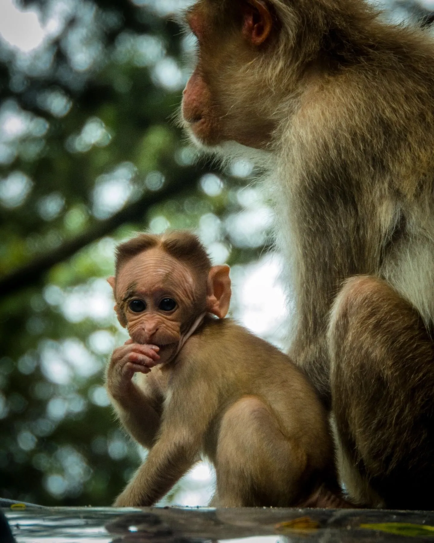 Baby Moneky