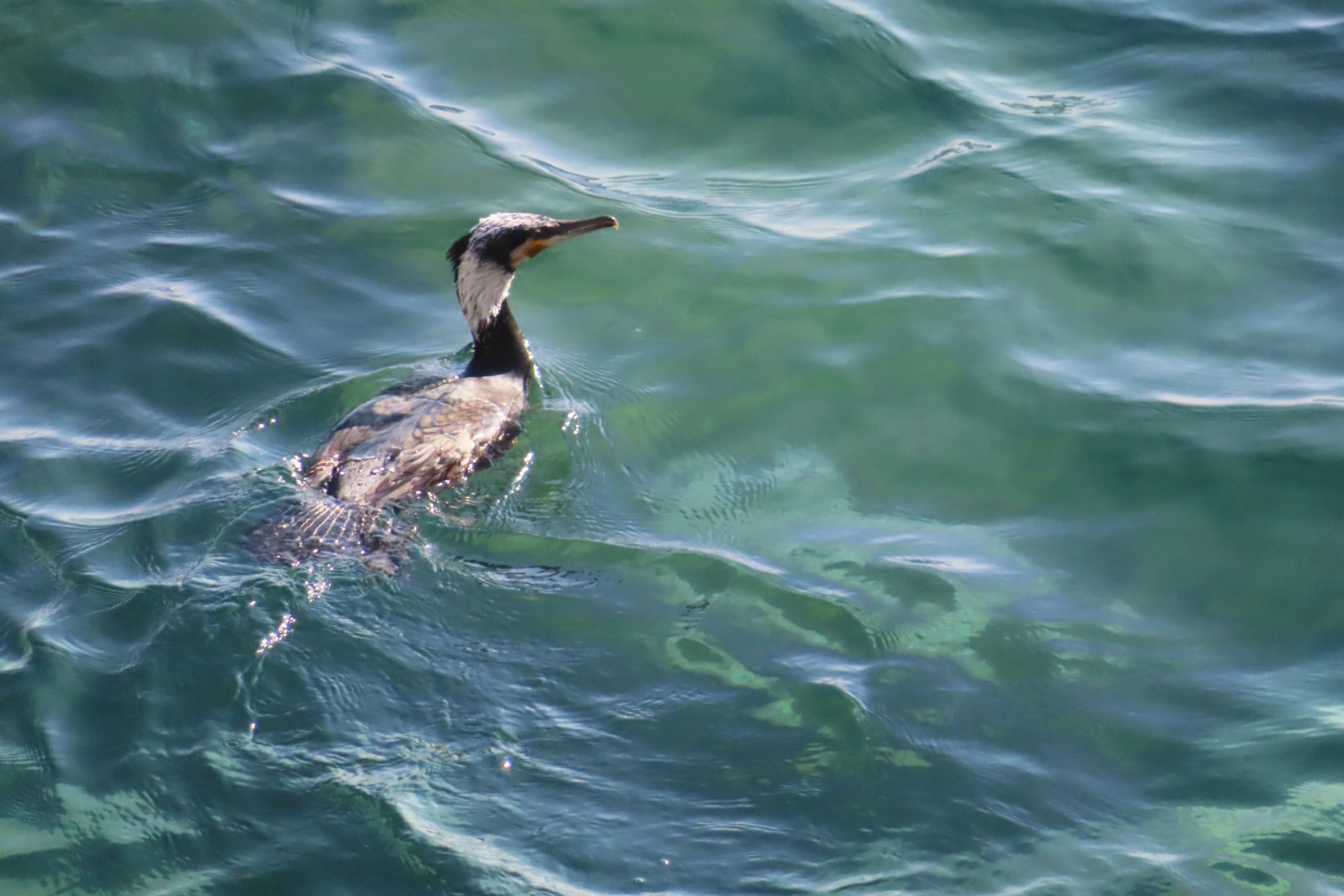 Cormorant