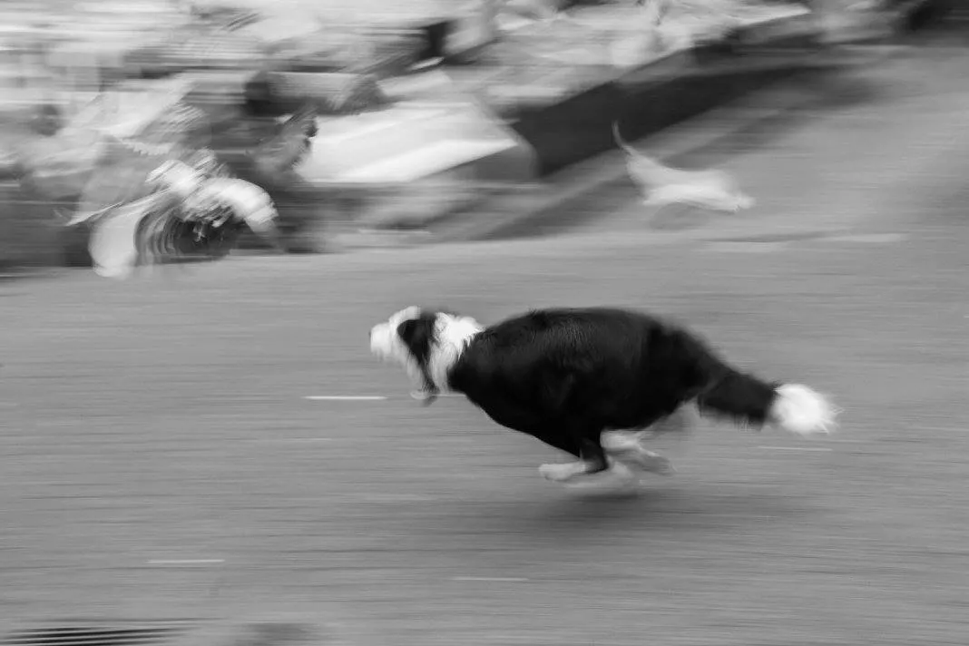 The Chase