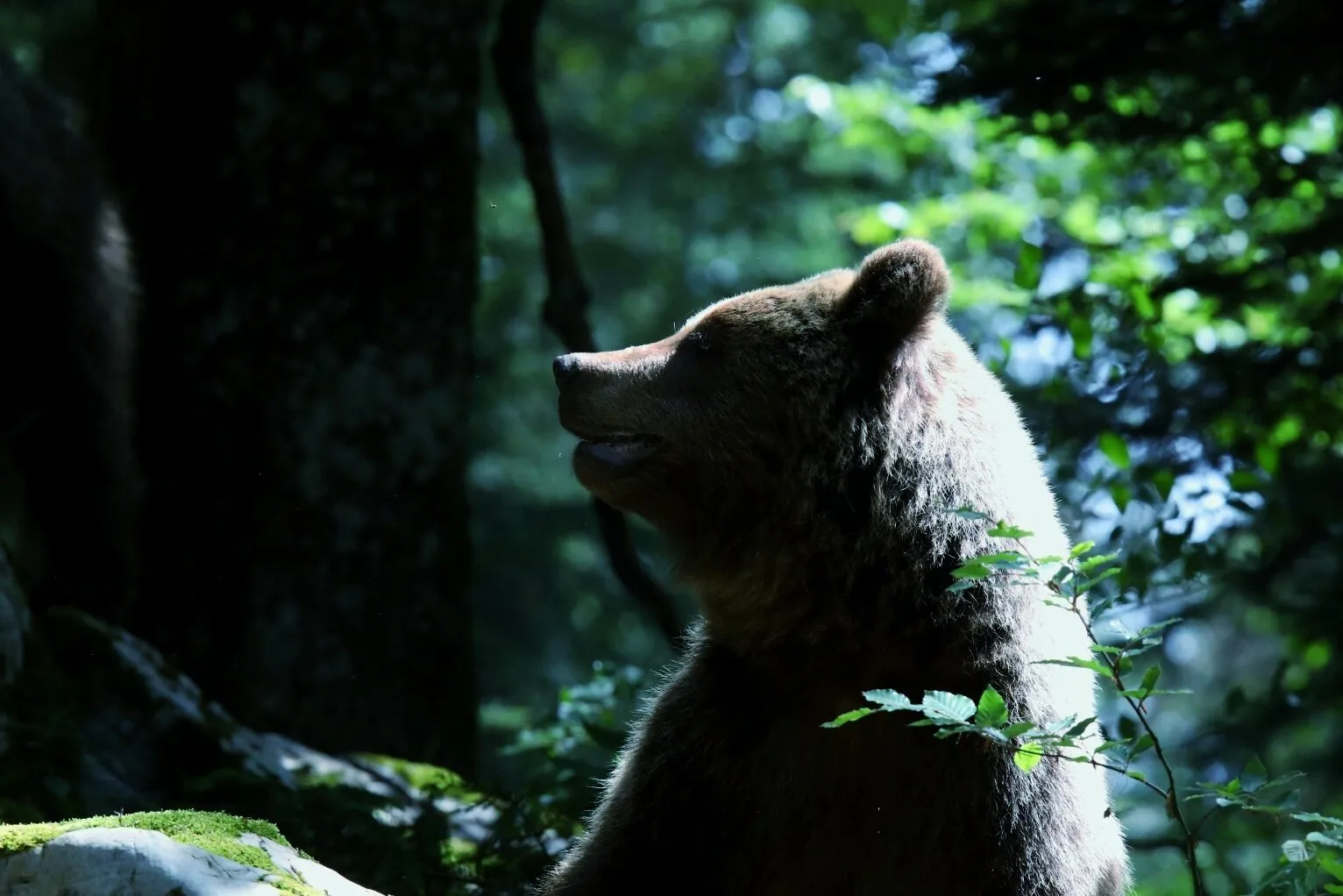 Slovenian bear