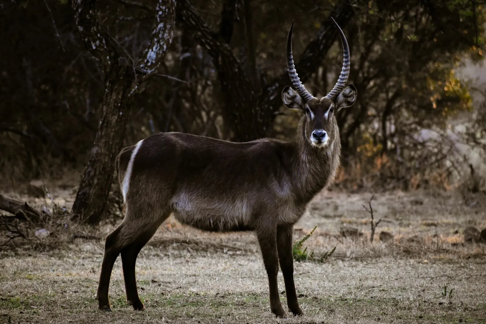 Waterbuck