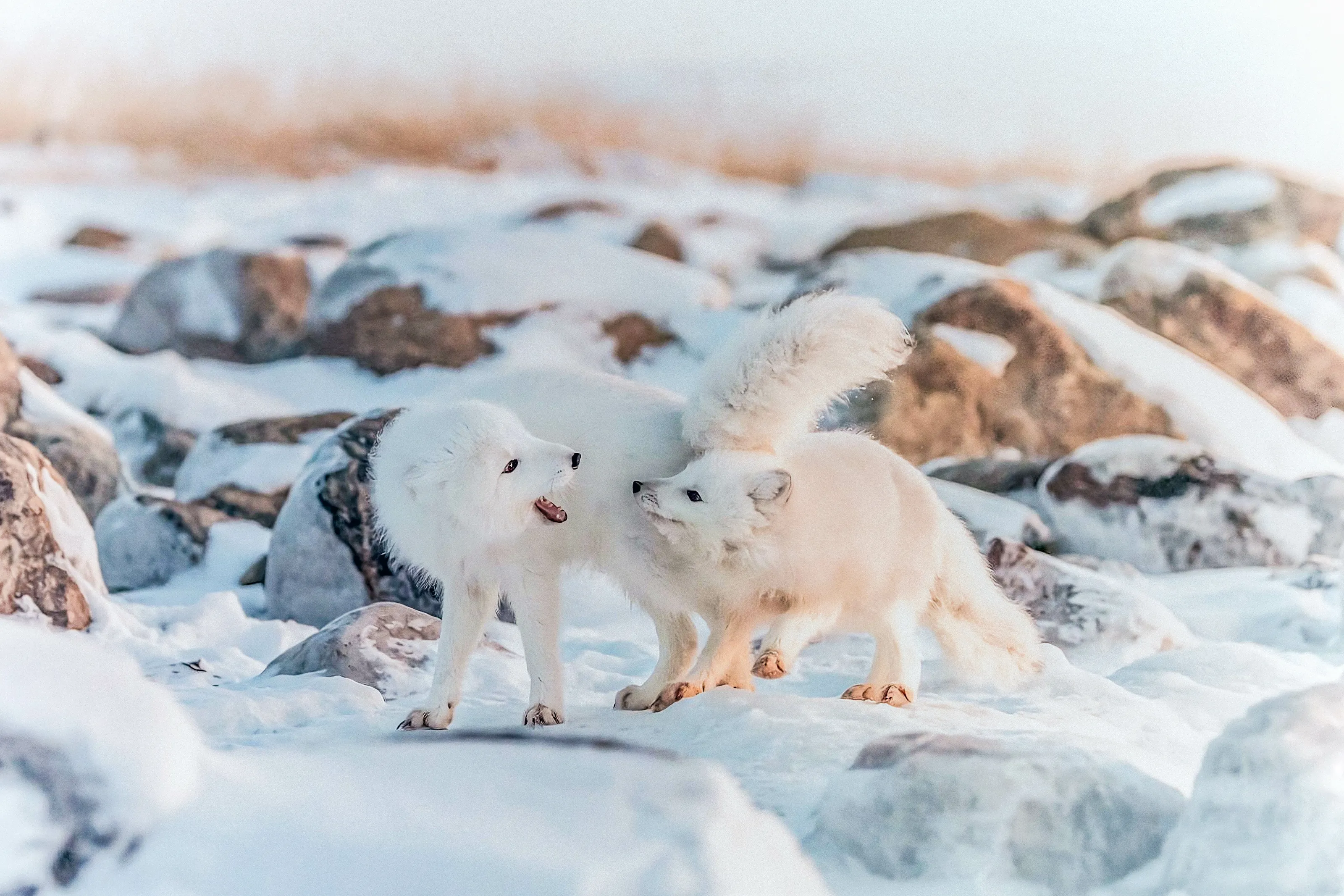 Arctic foxes playing
