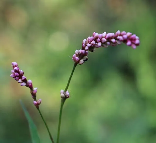 Pink Flower