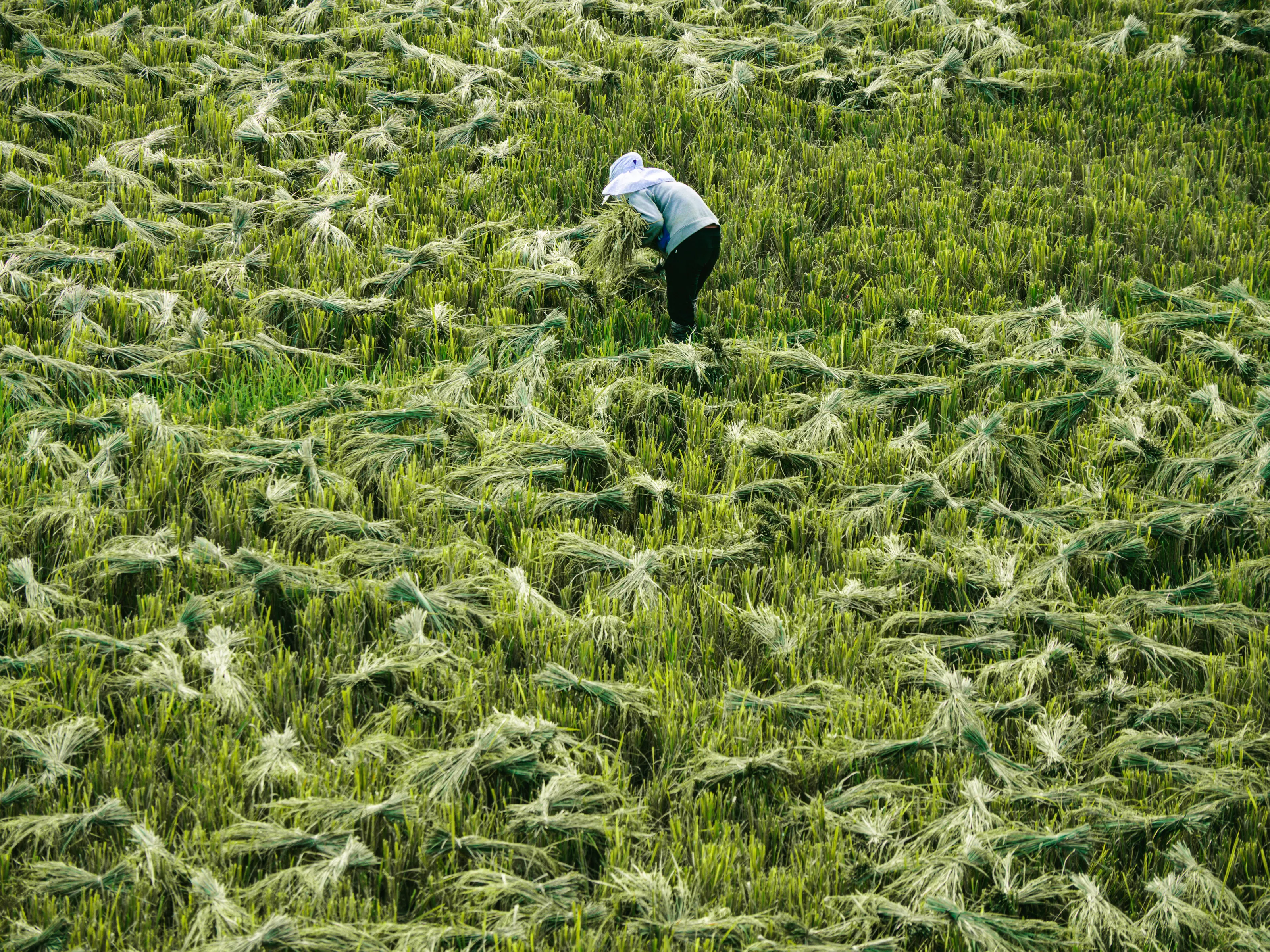 Rice Harvest