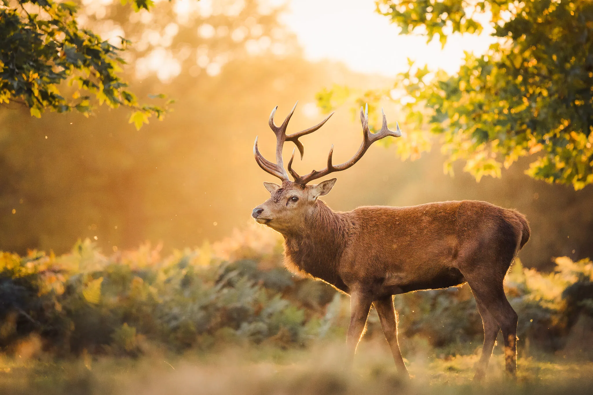 A king in his Kingdom