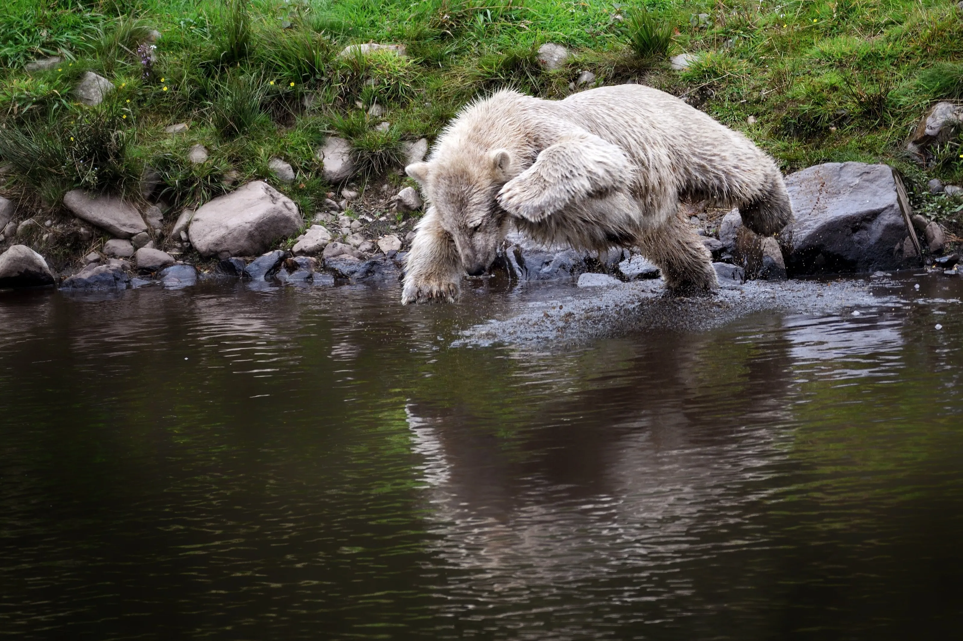 Polar Bear 'supercub'