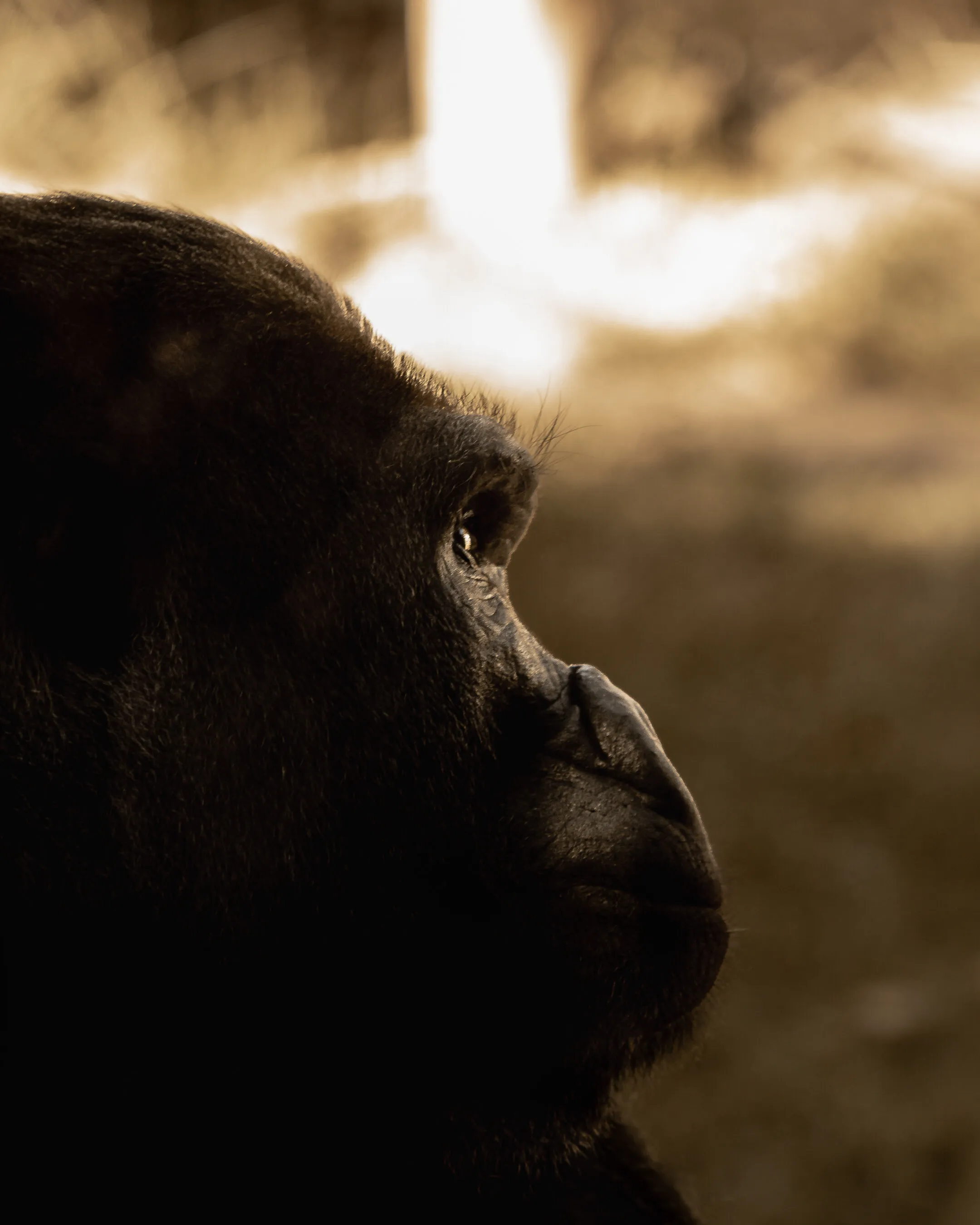 Nostalgia Eyes of the Gorilla