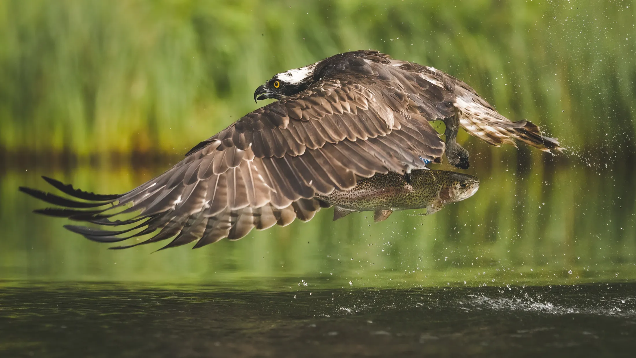 Entry 21004282