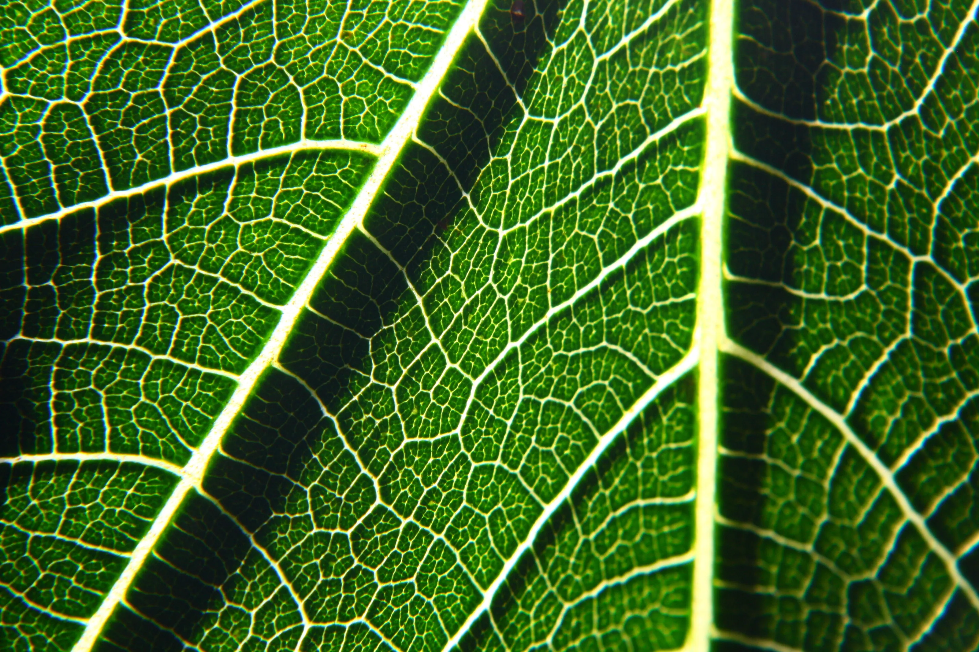 Fig-leafs have veins too
