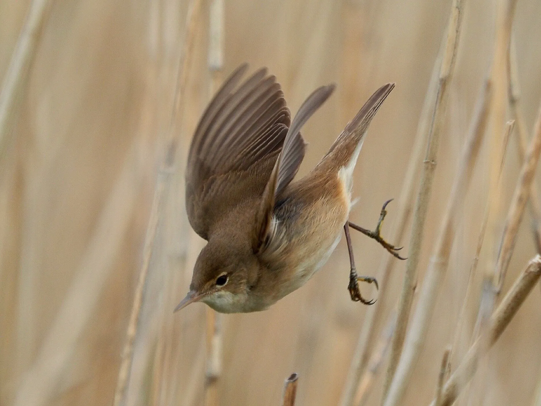 Reed Warbler