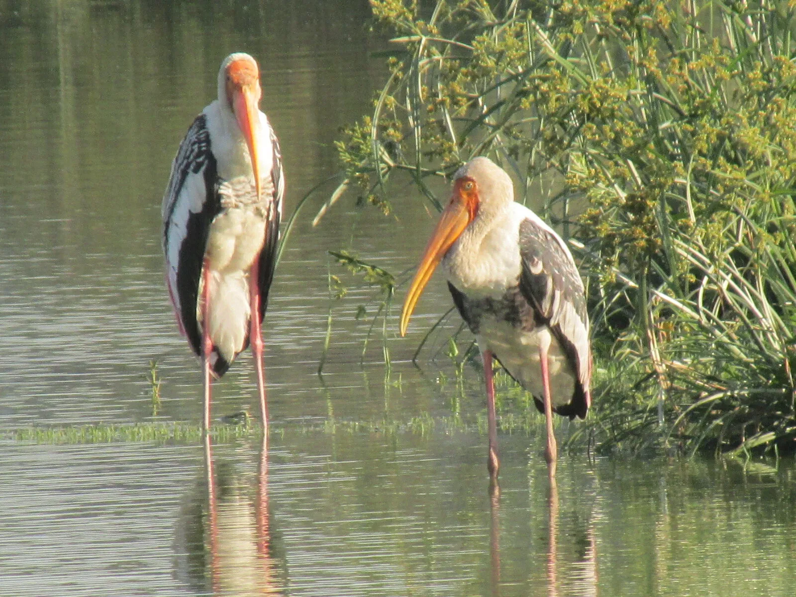 Pair of Painted Storks