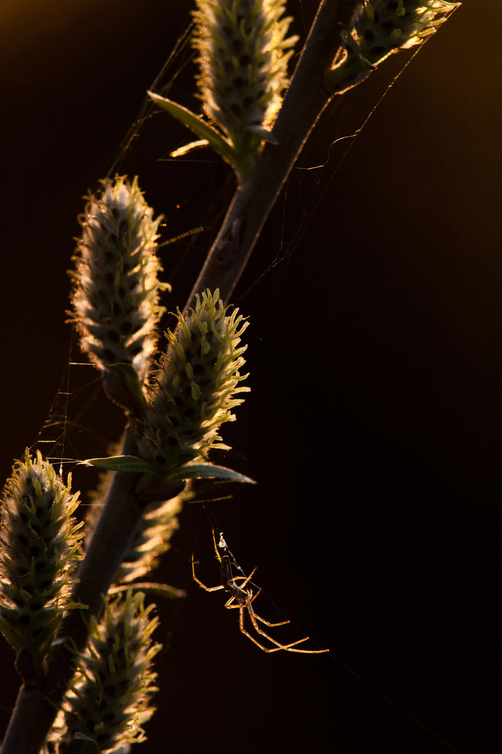 Glowing Web Weaver