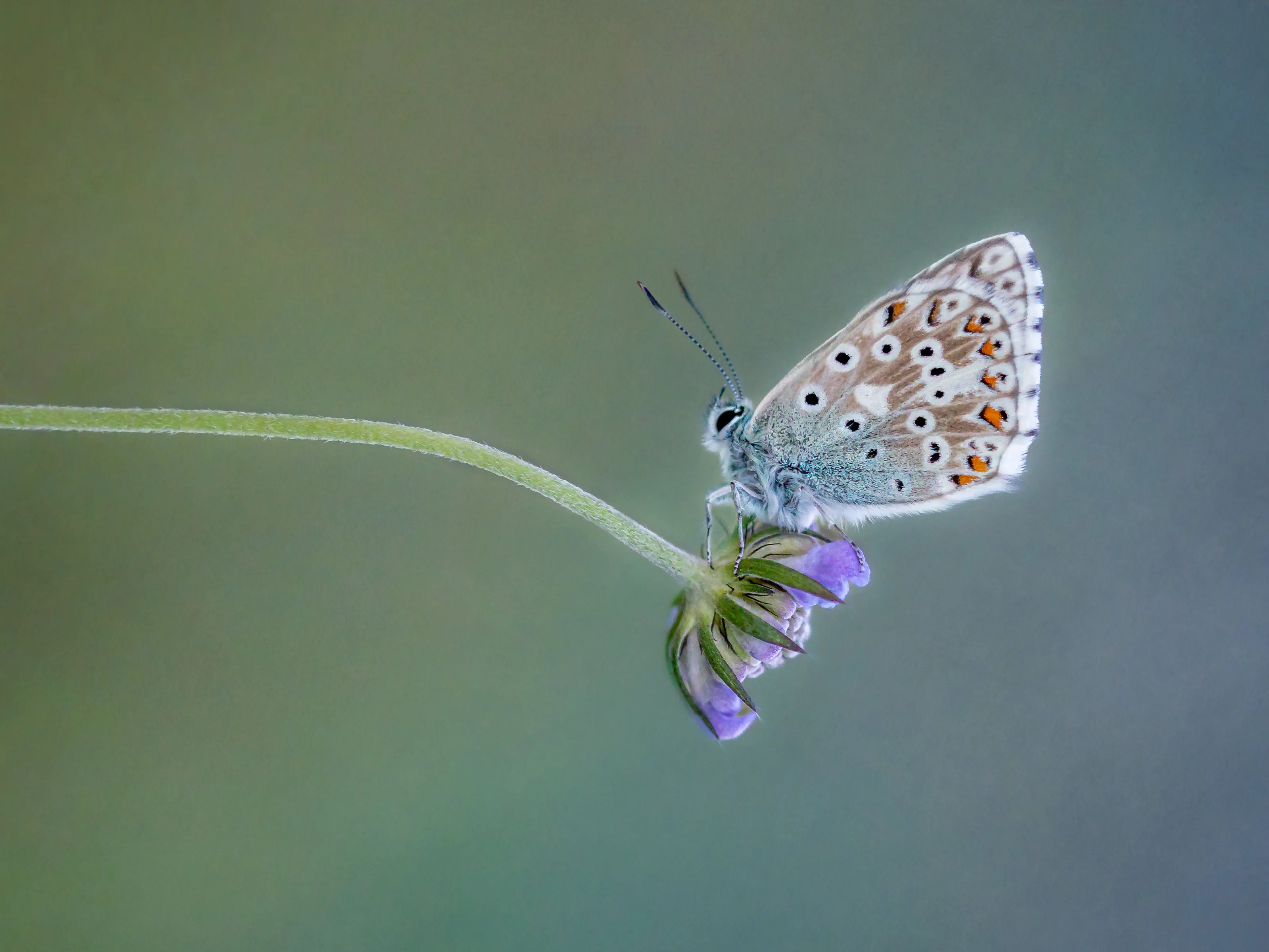 Chalk Hill Blue