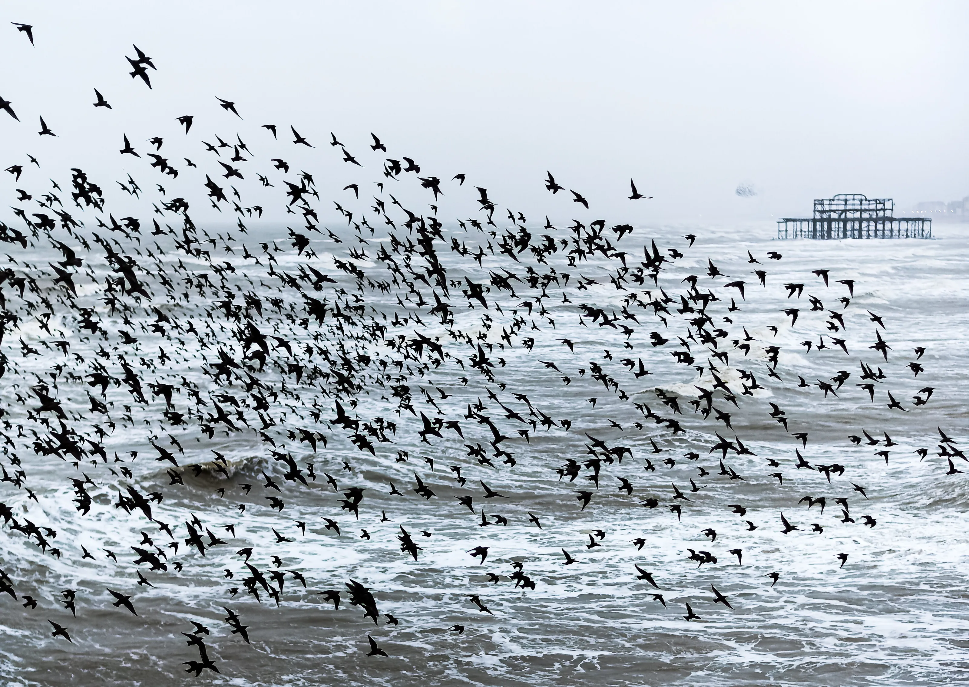 Starling Murmurations at Brighton Seafront