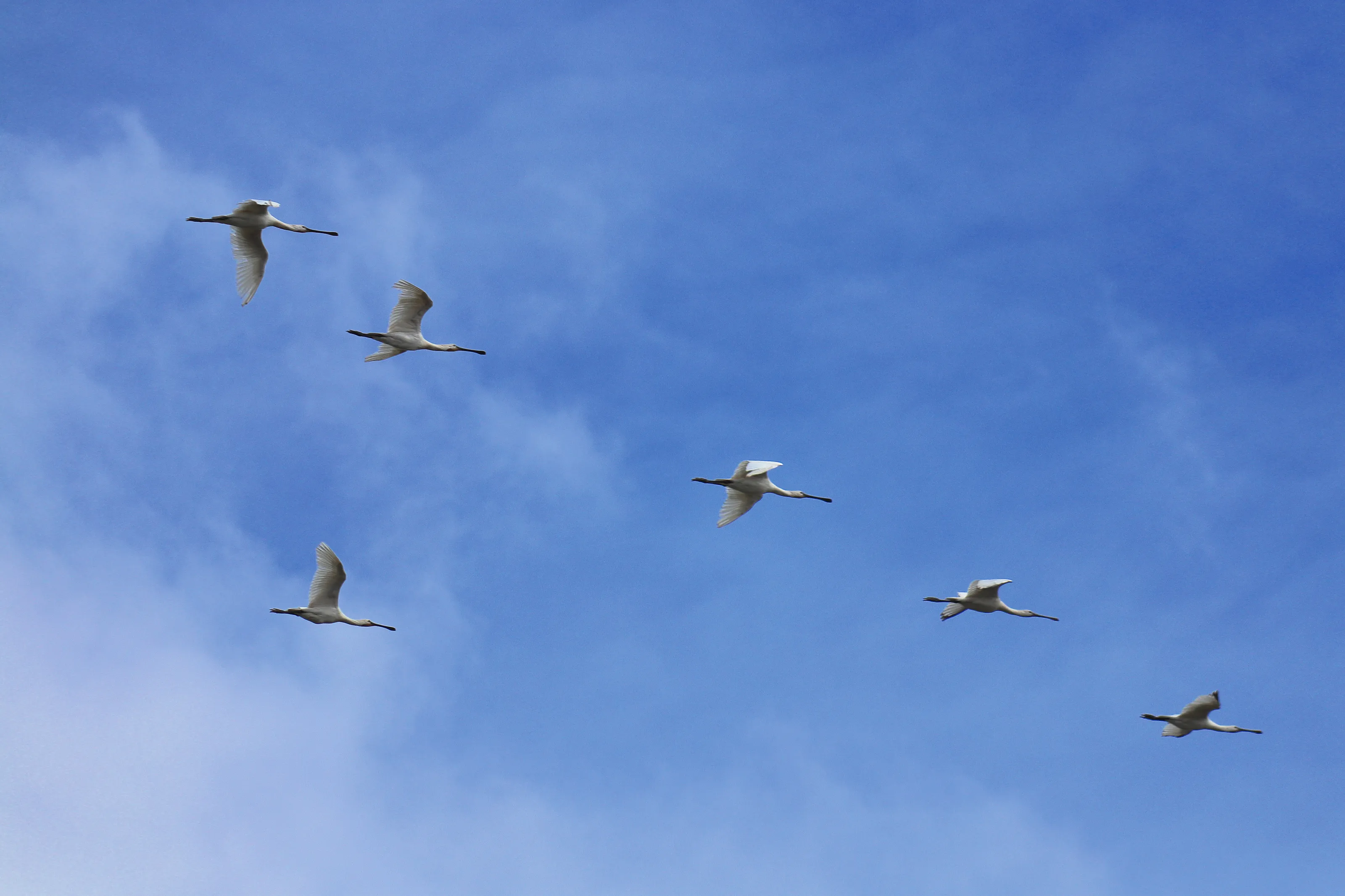 Spoonbills In Flight