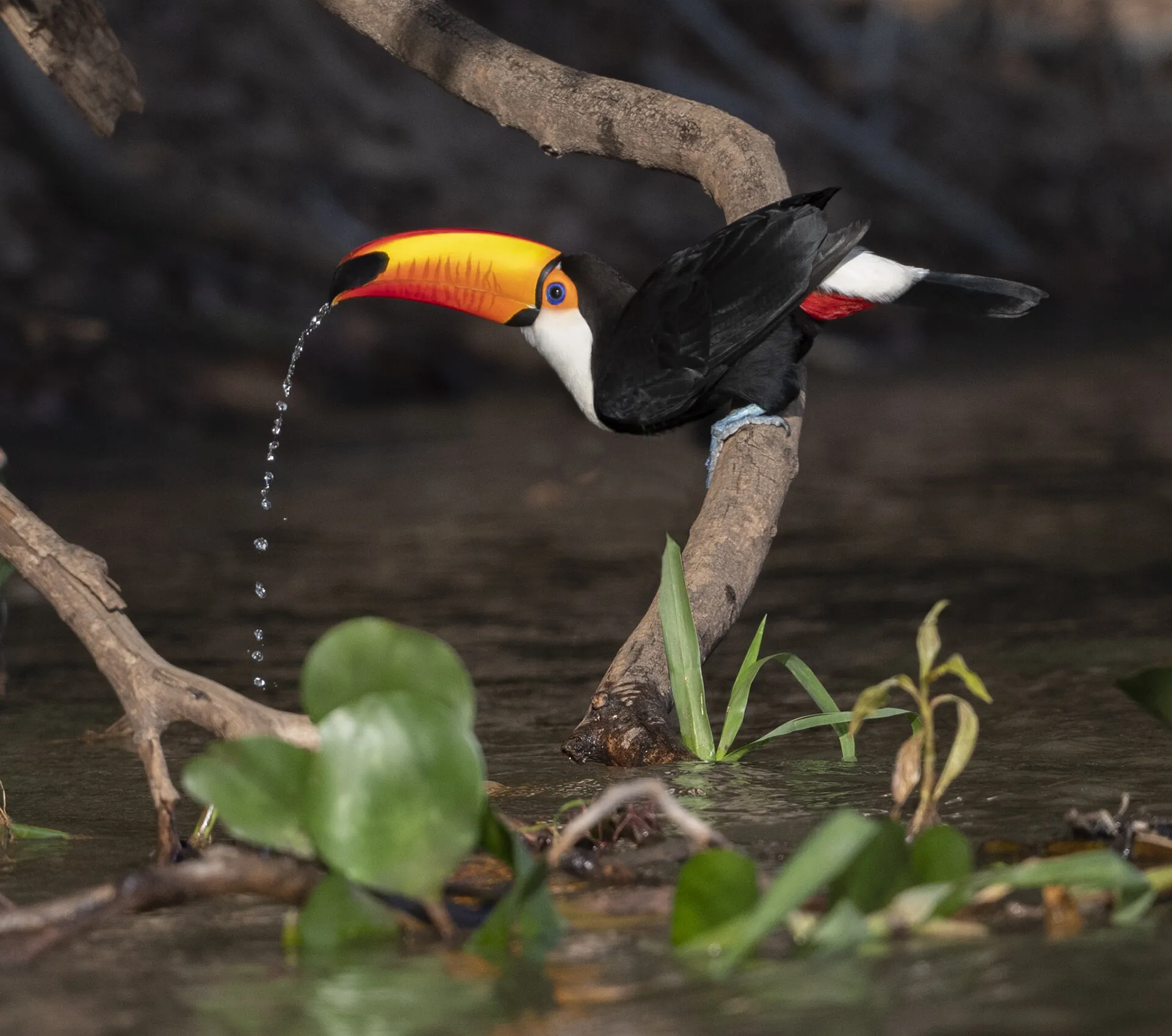 Thirtsy Toucan