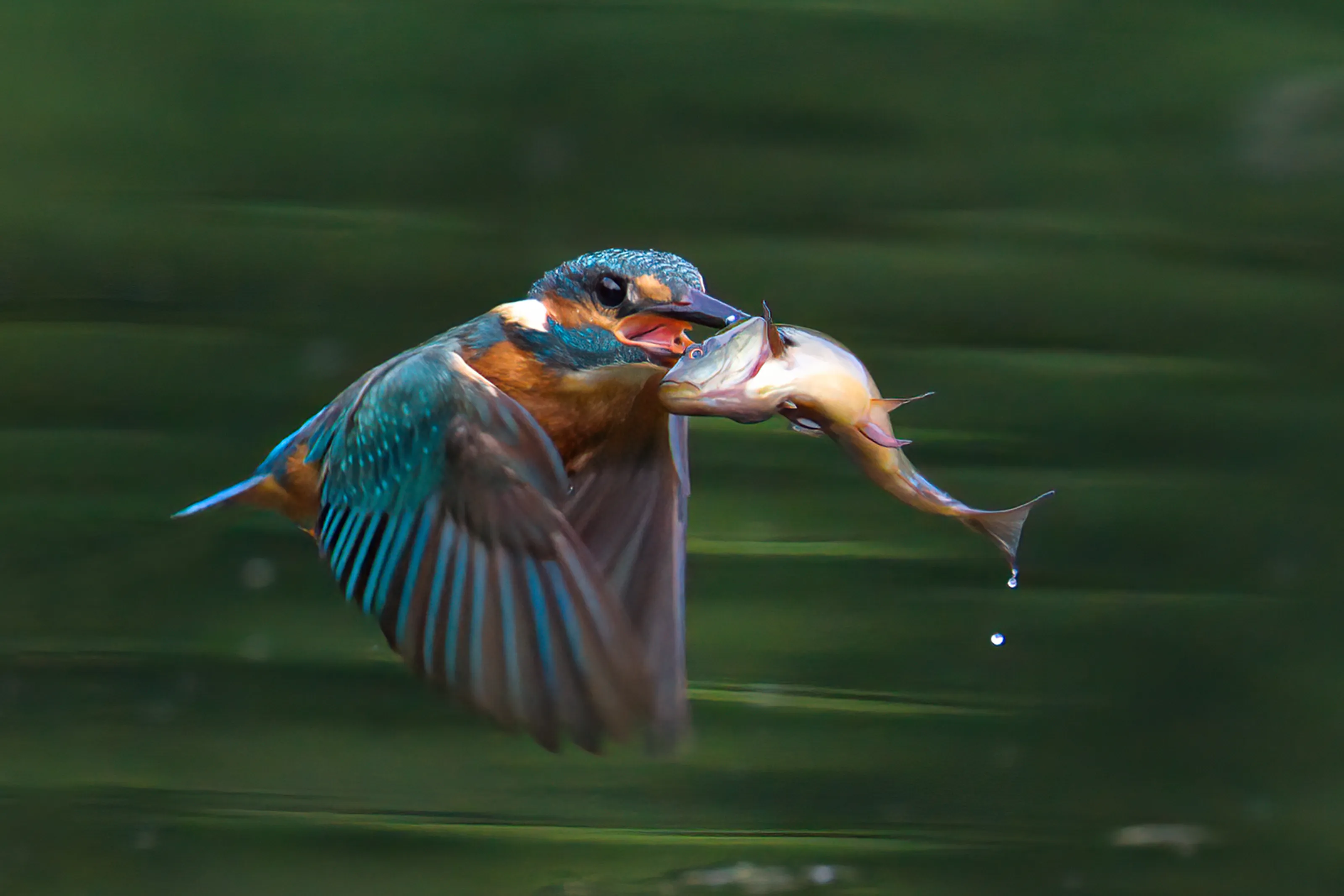 Kingfisher with lunch