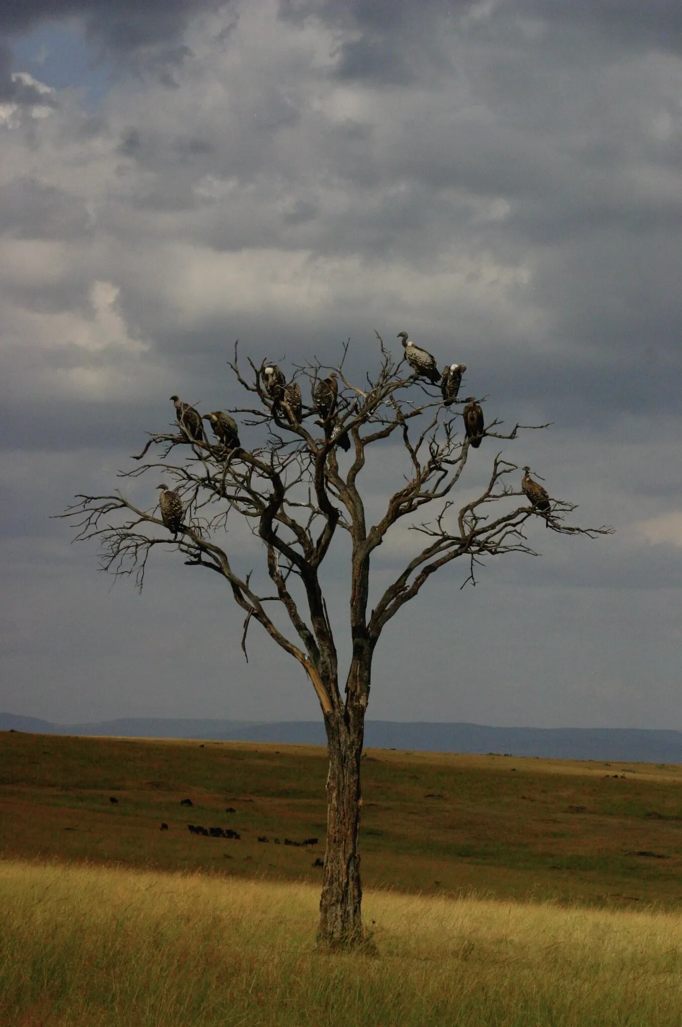 A gathering of Vultures