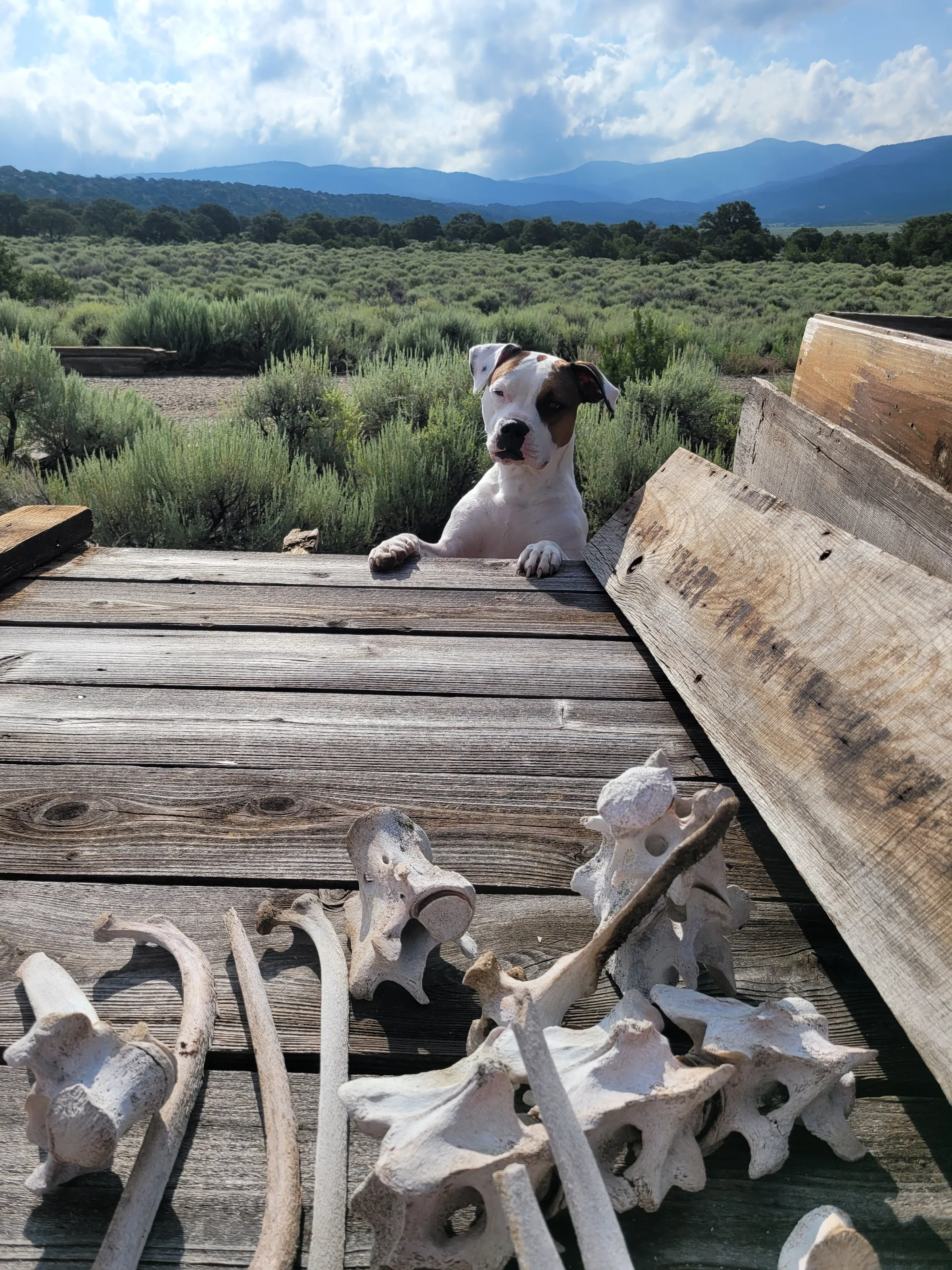 Bone Collector