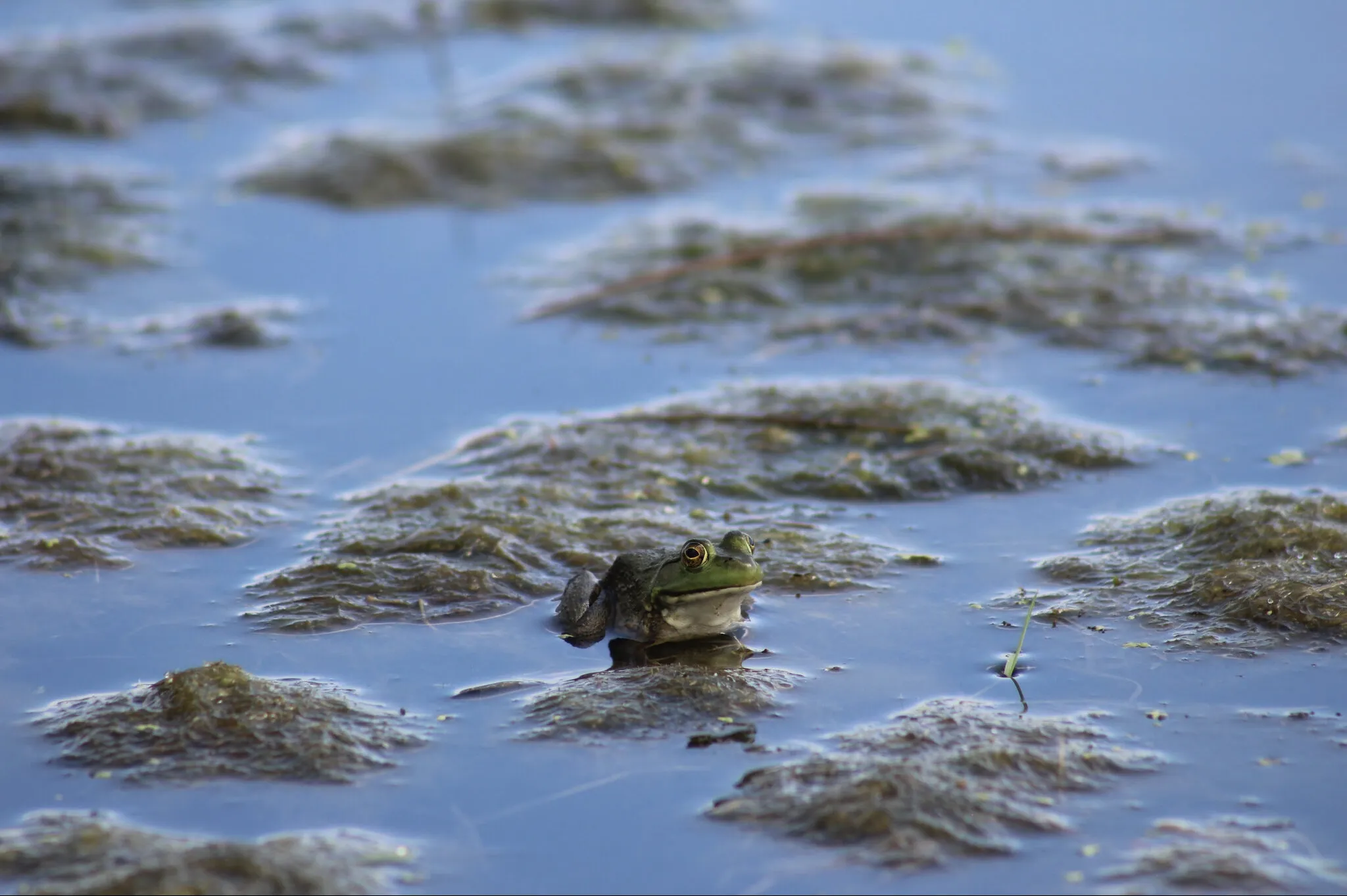 A Peaceful Frog