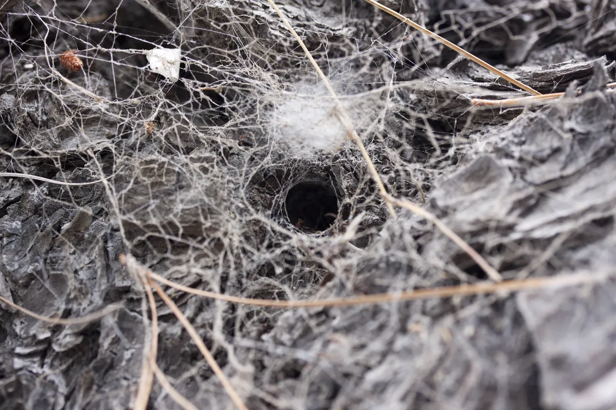 Entry 6258
