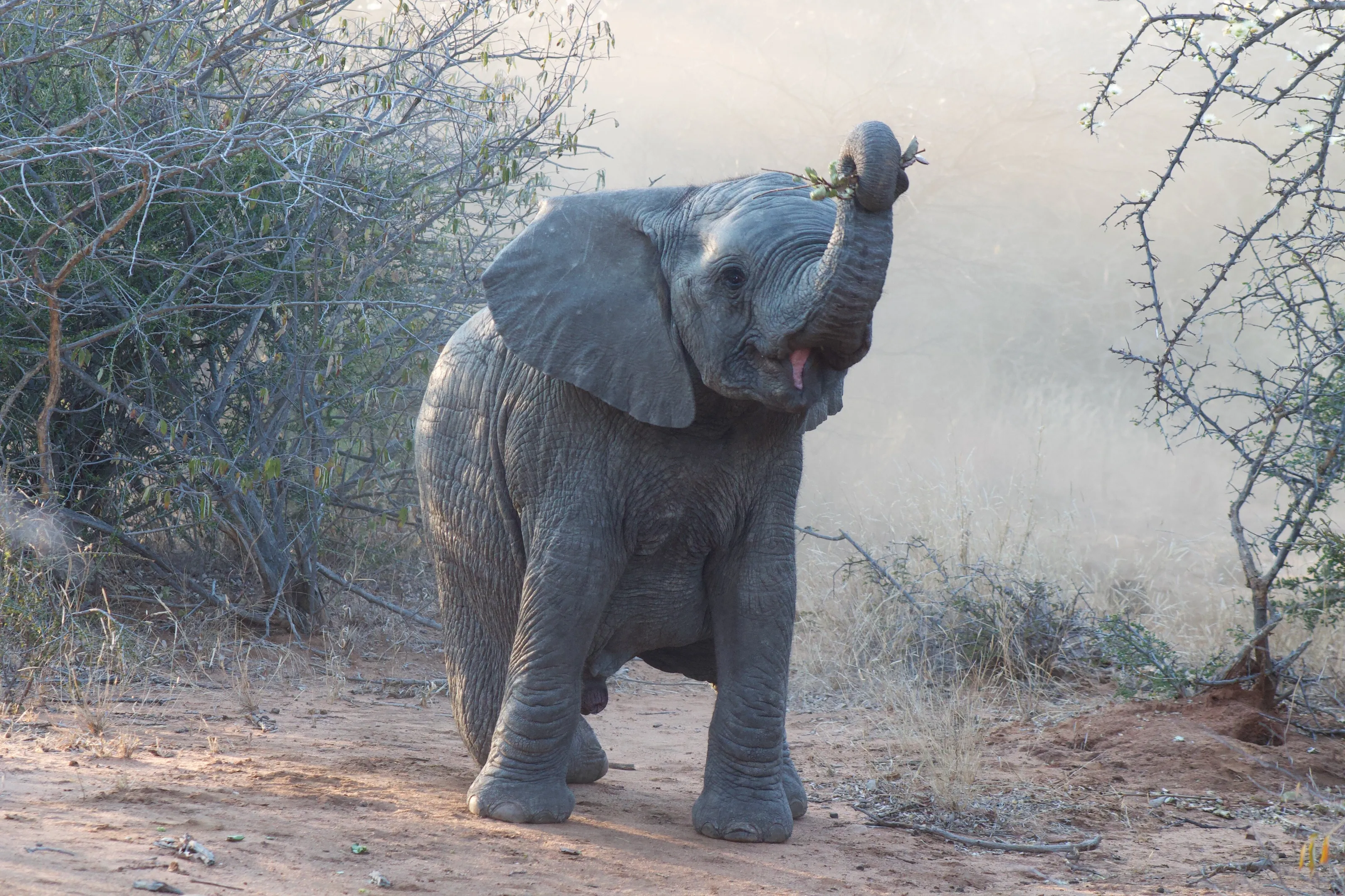 He can fight the bush