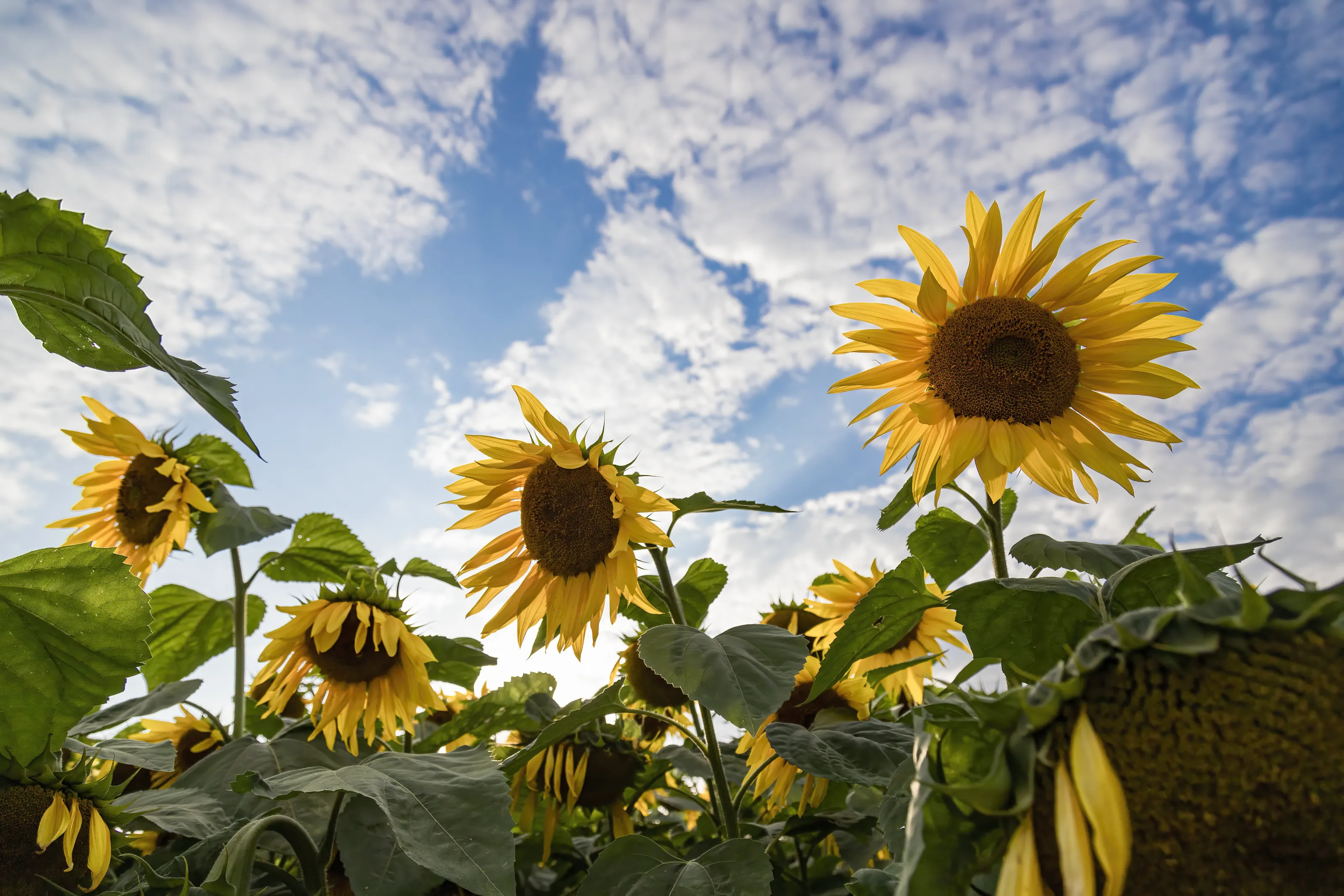 Sunflowers in the sunshine