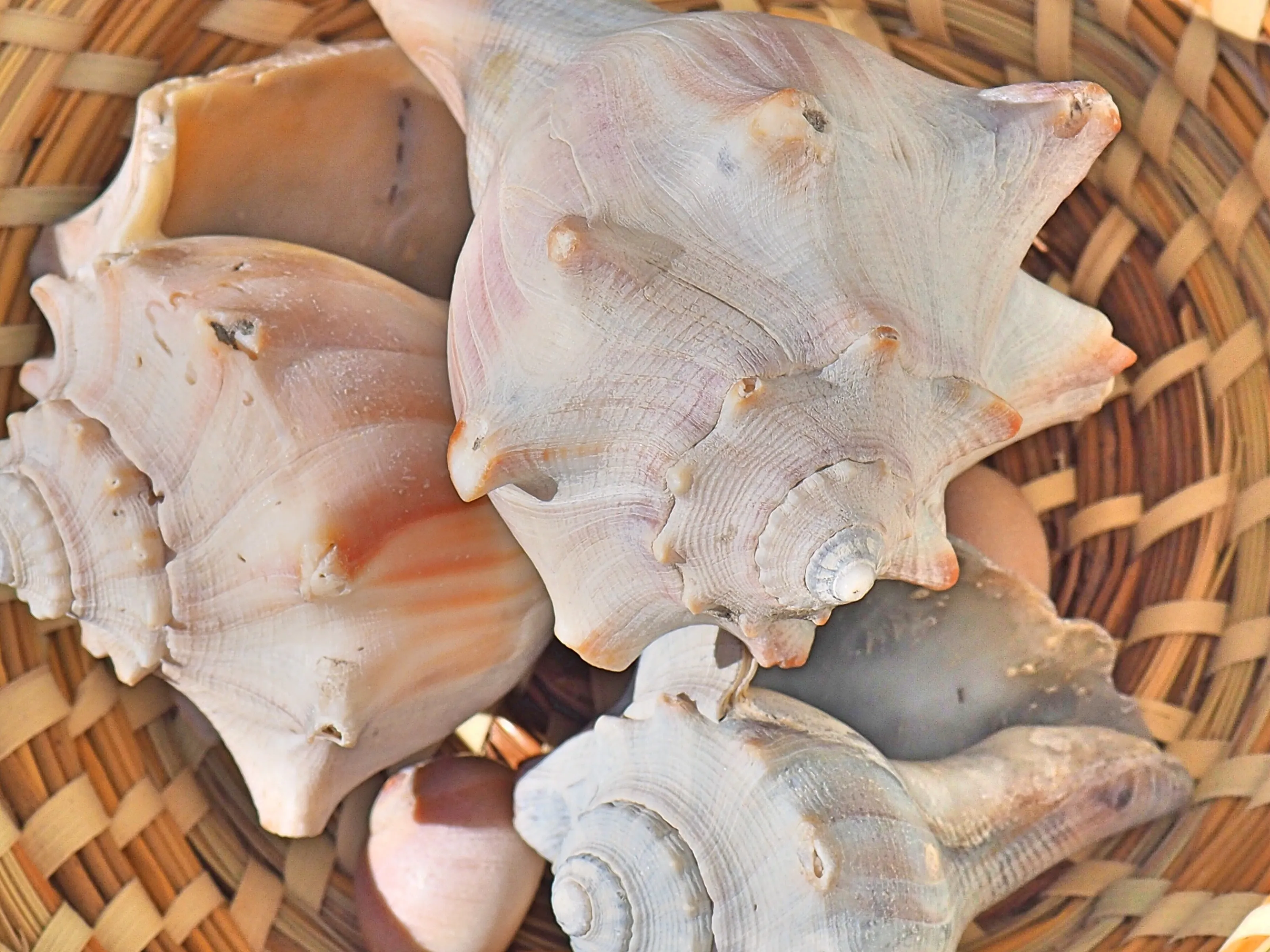 Seashells