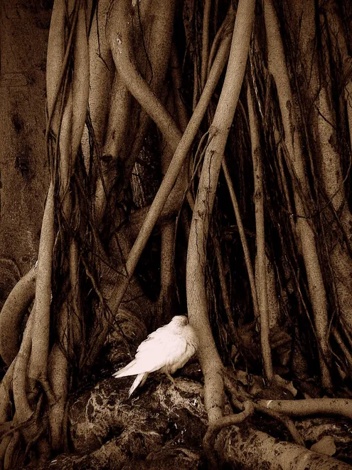 The White Dove Resting Under The Tree
