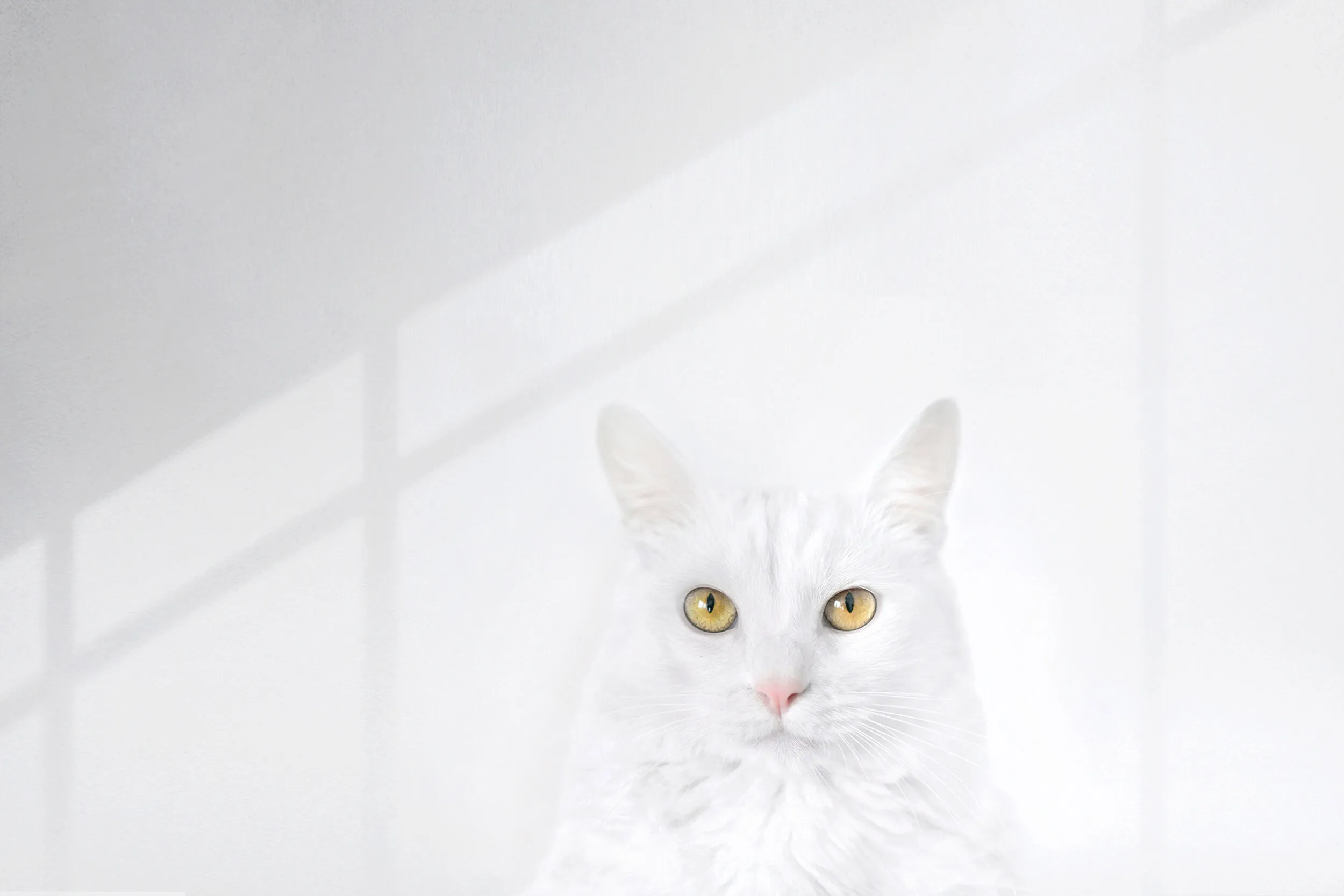 White Cat