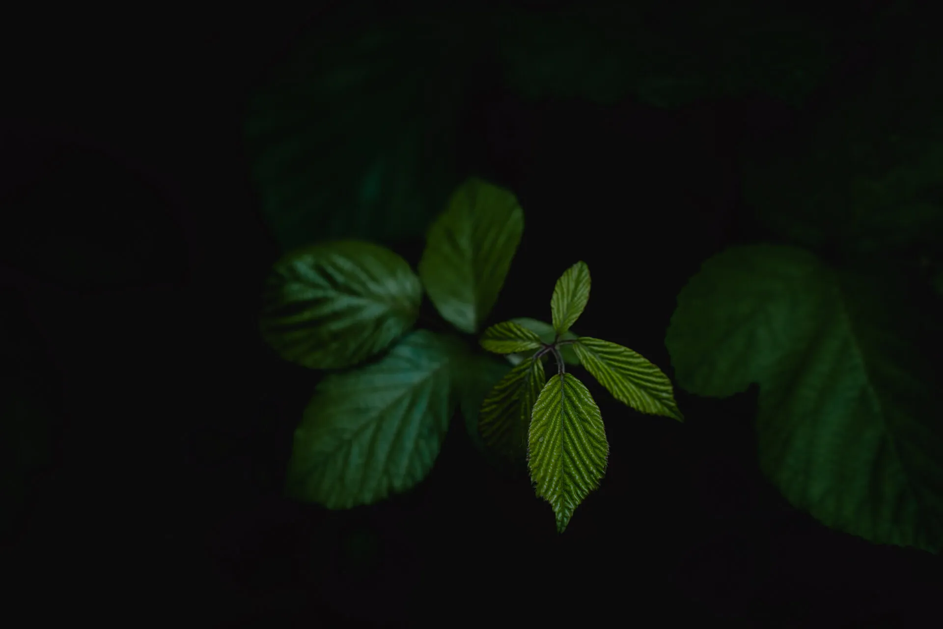 Dark nature