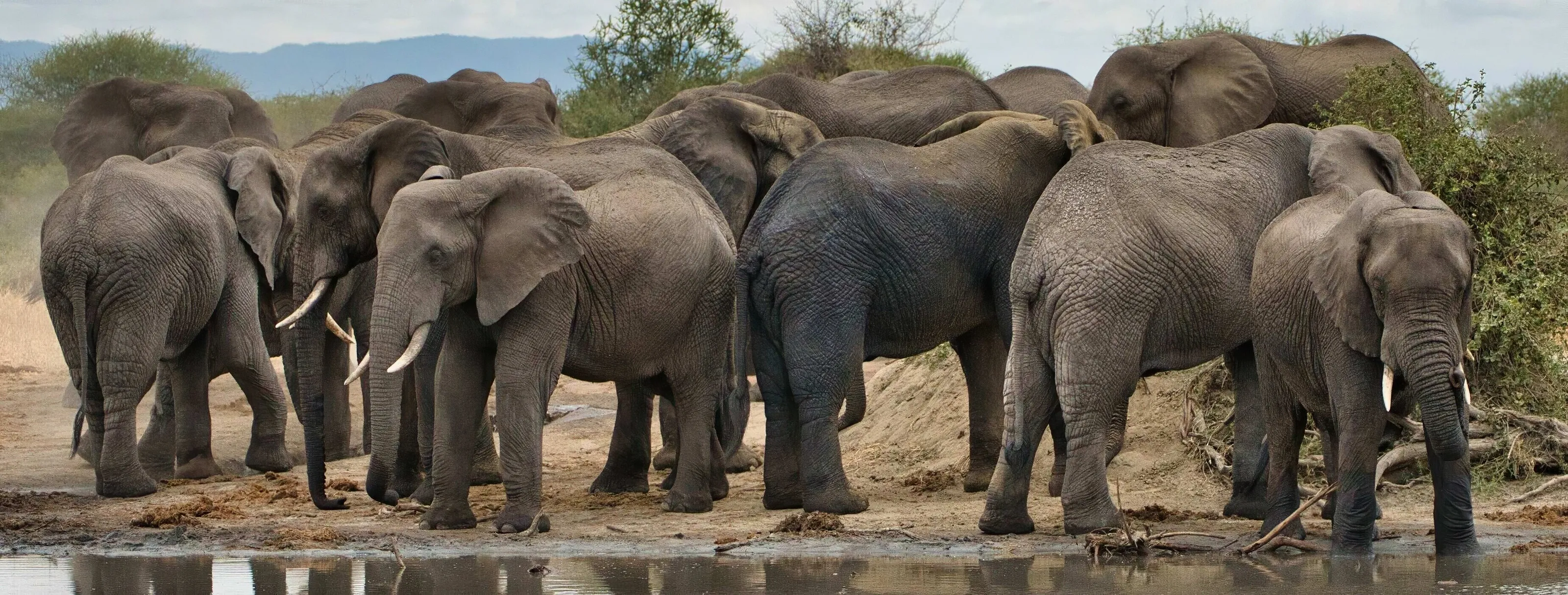 Elephant Watering Hole